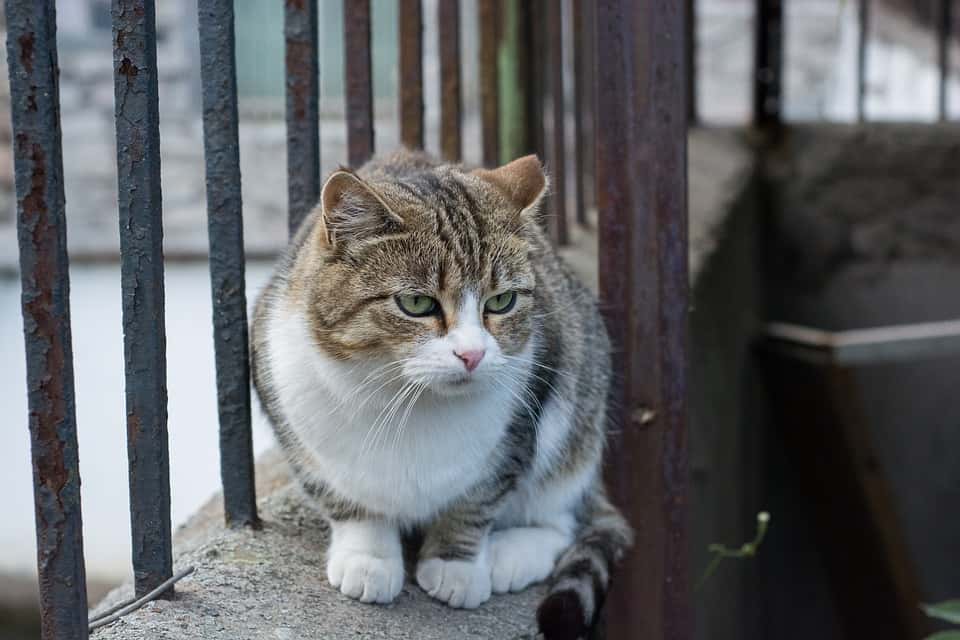 Albert Einstein Facts