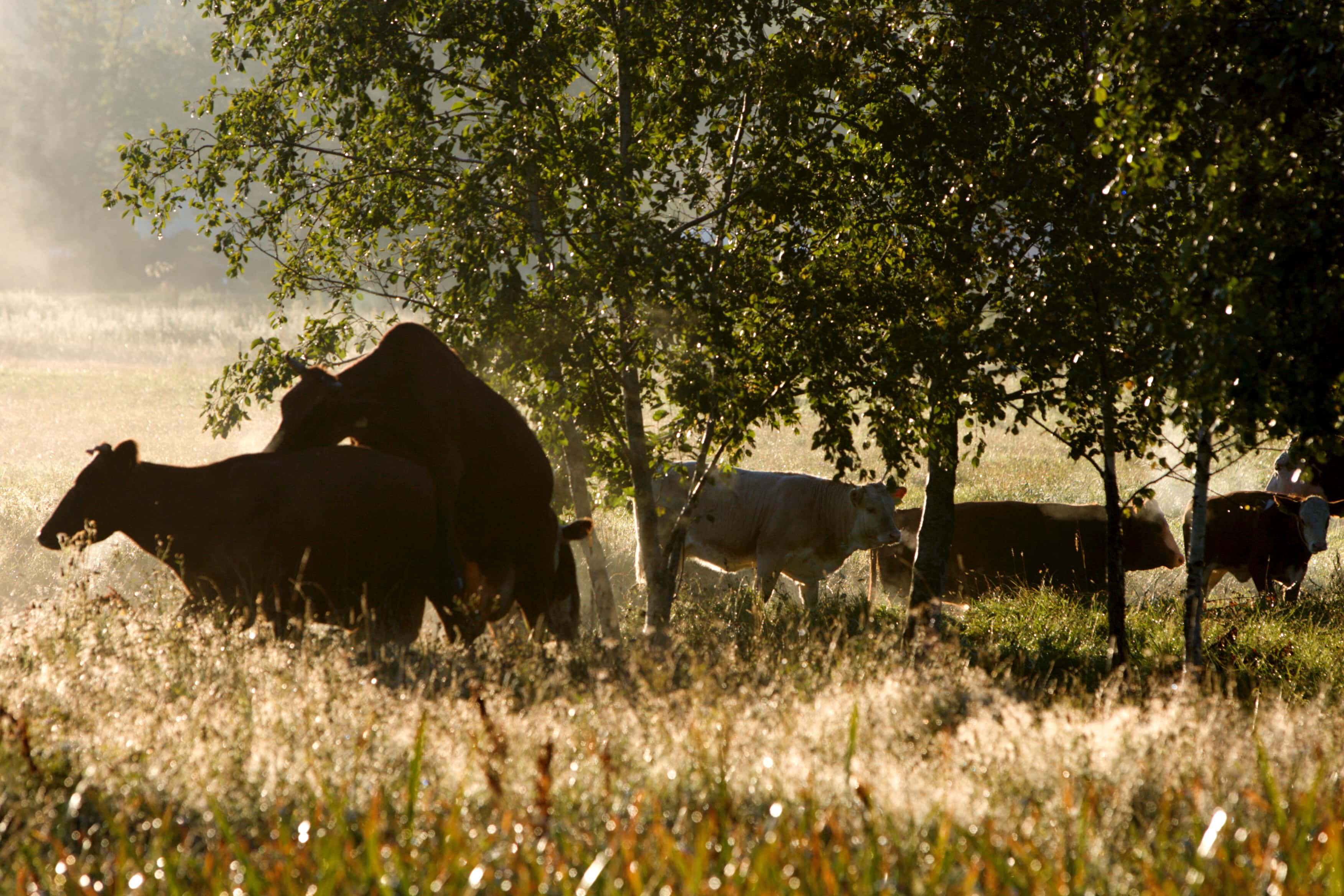 Global Warming Facts