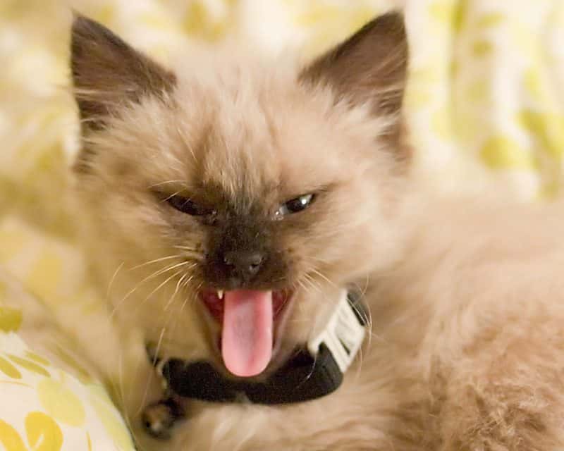 The Lord of the Rings: The Two Towers facts