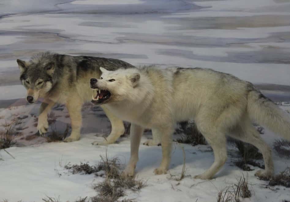 Beringian wolves