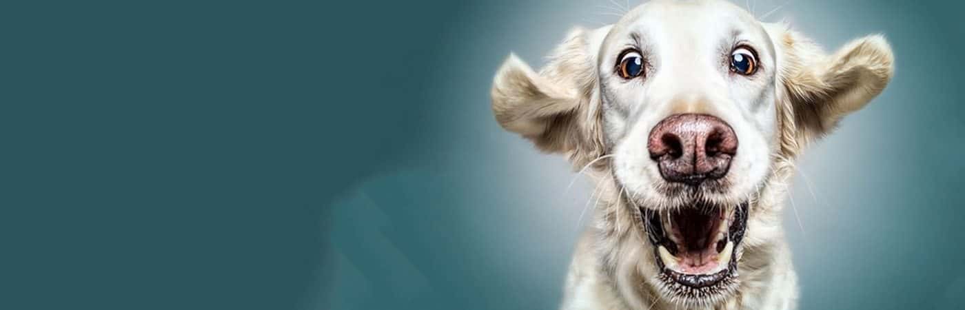 Pawesome Facts About Dogs