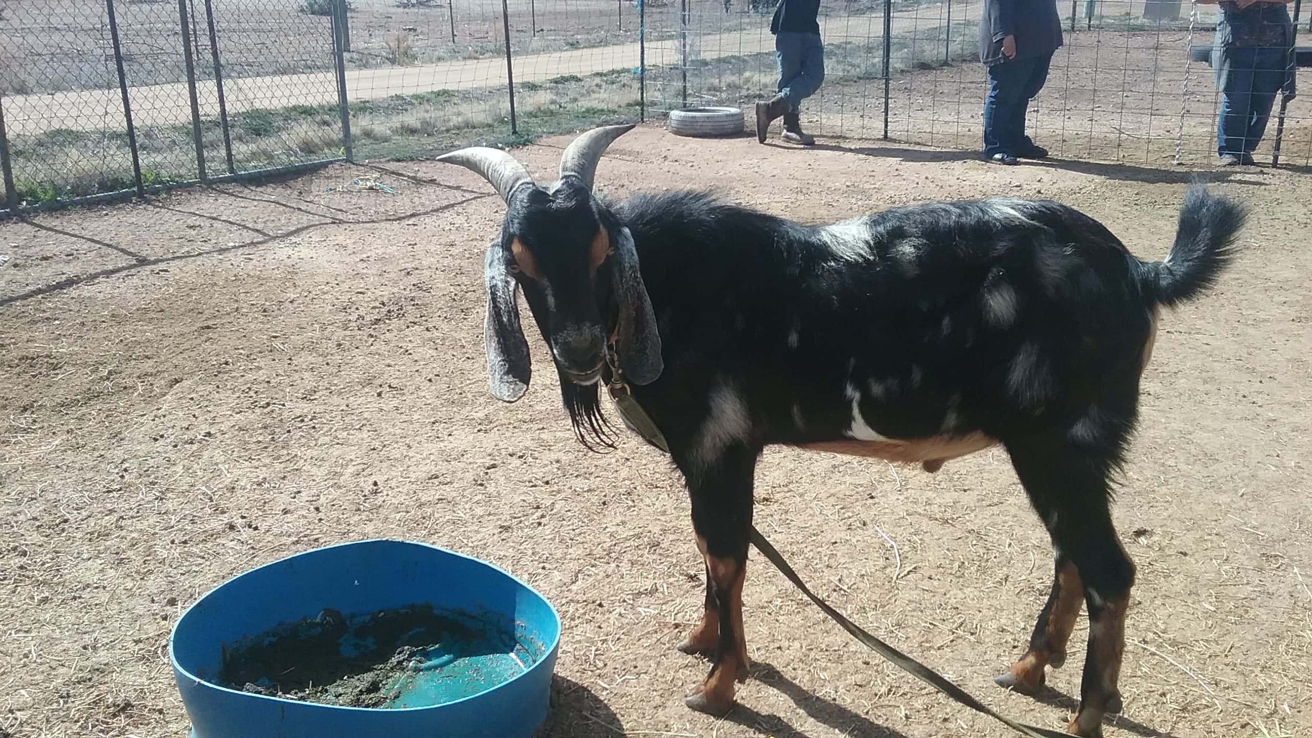 Sickening Medical Practices facts