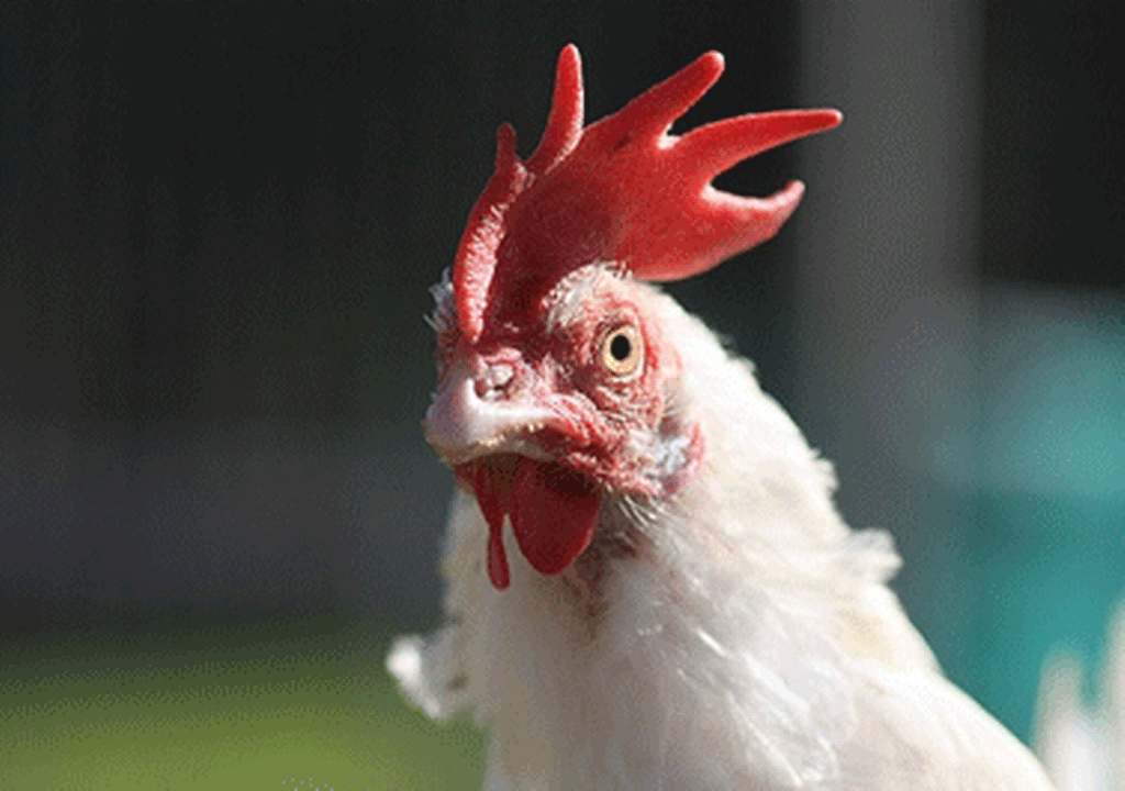 Sickening Medical Practices facts