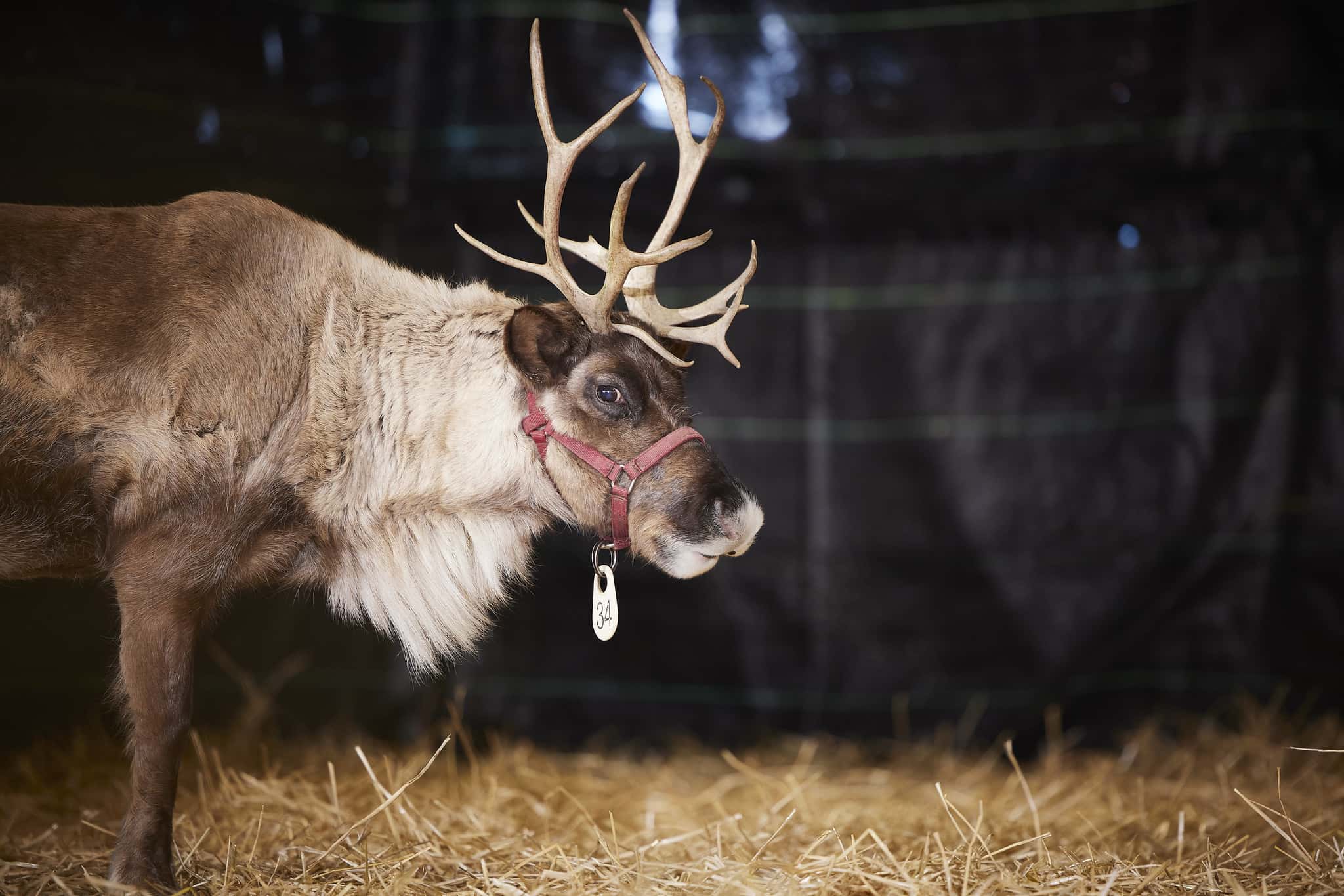 Festive Facts About Christmas