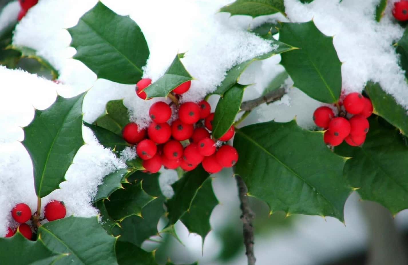 Festive Facts About Christmas