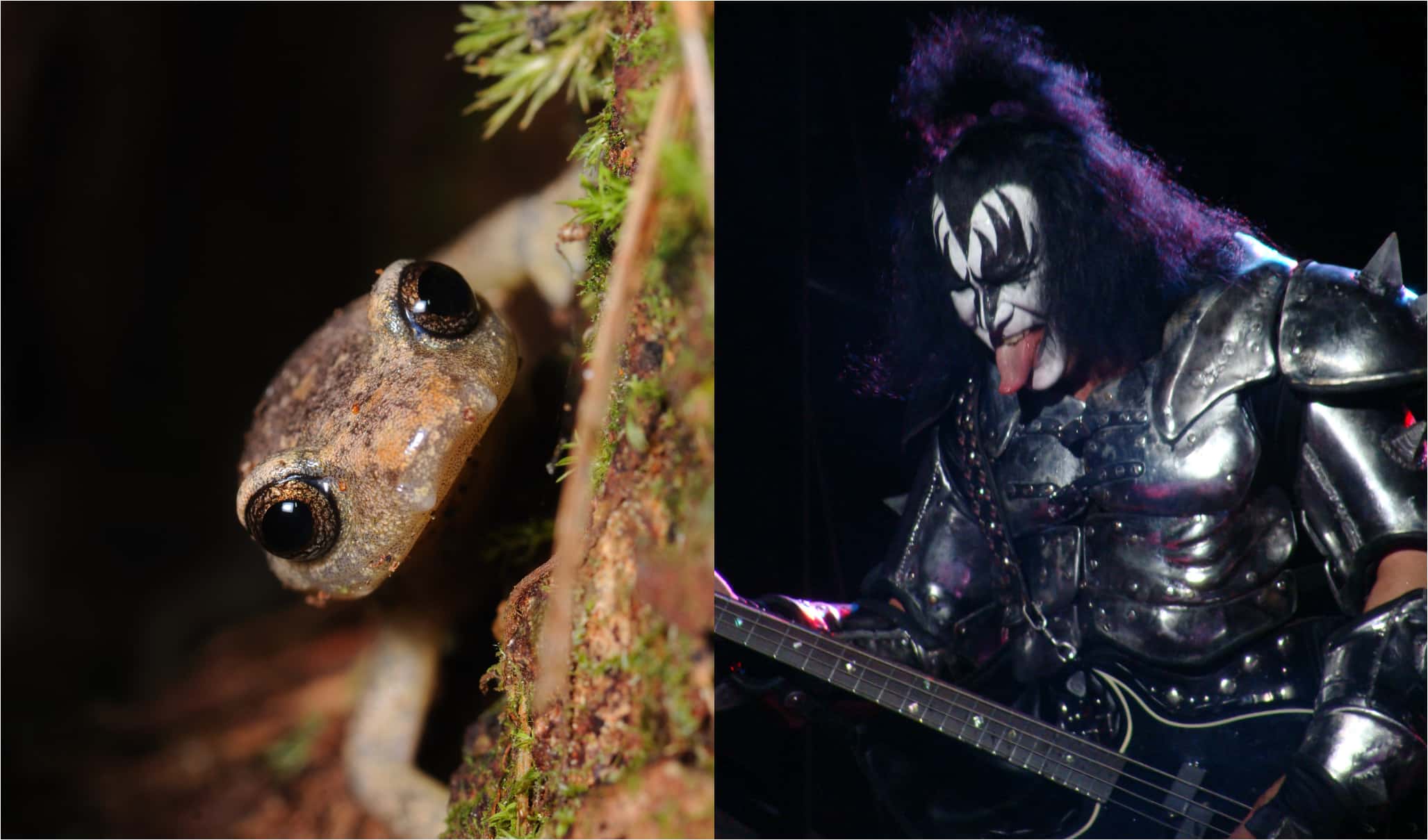 American salamander and Gene Simmons