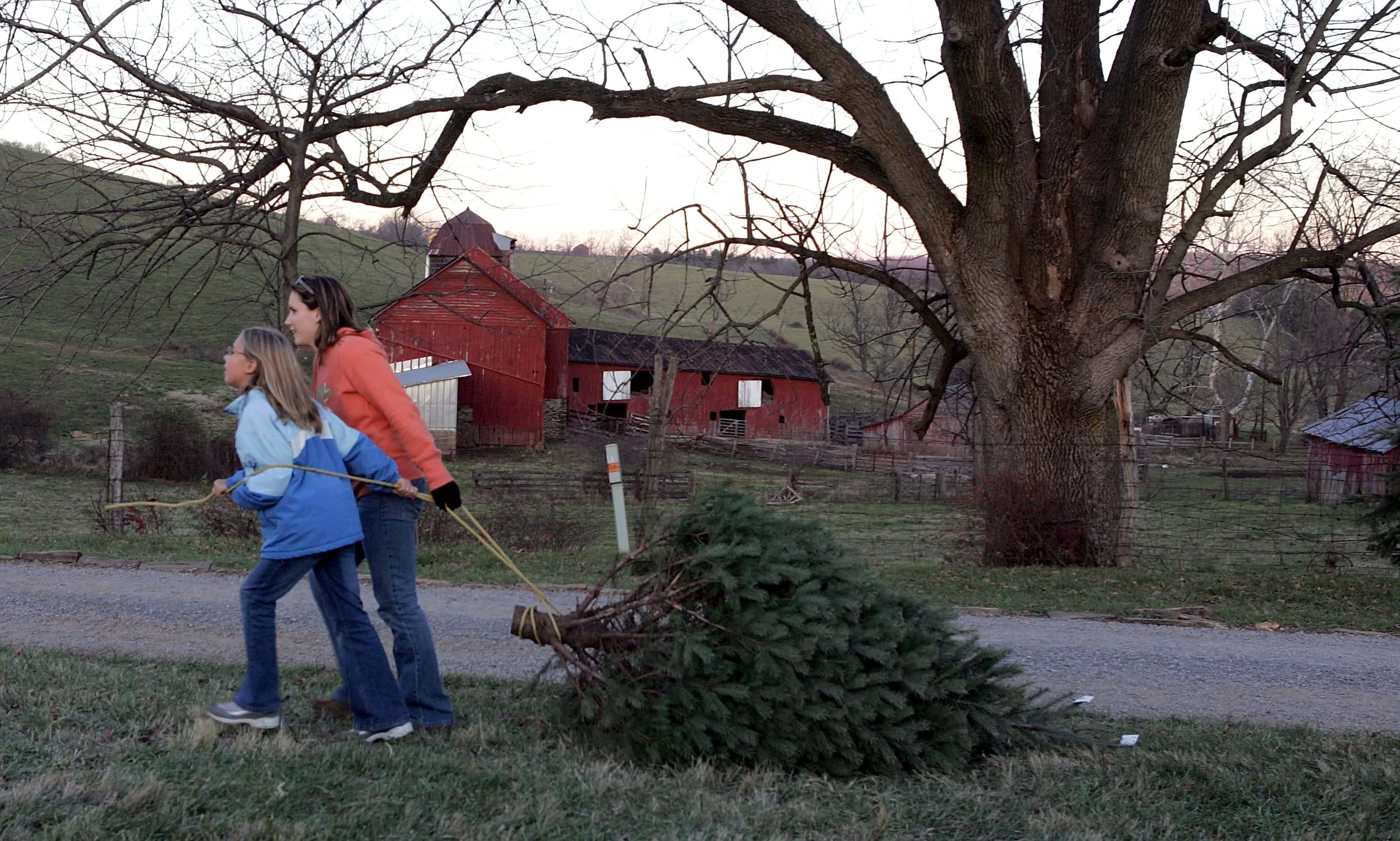 N. Virginia Faces Shortage Of Cut-Your-Own Christmas Trees