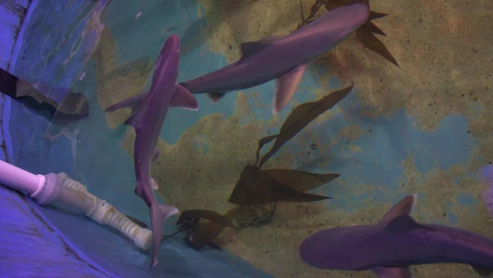 Creepy Things Found in People’s Basements Facts