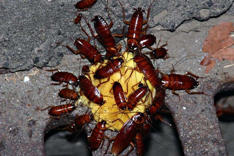 Bug Infestations facts