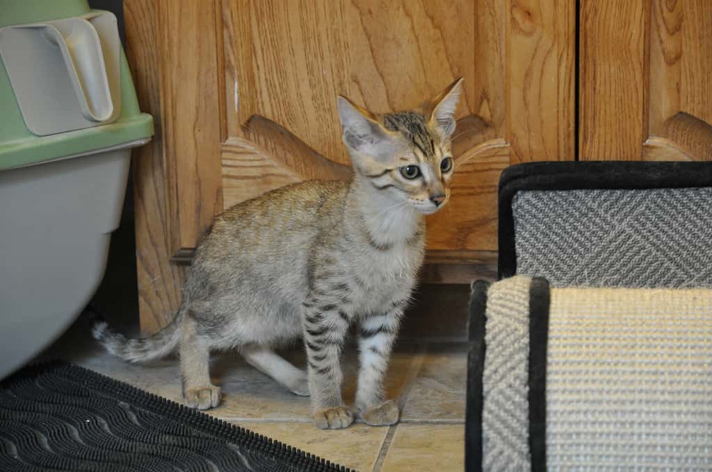 Toys Of The Rich And Famous facts