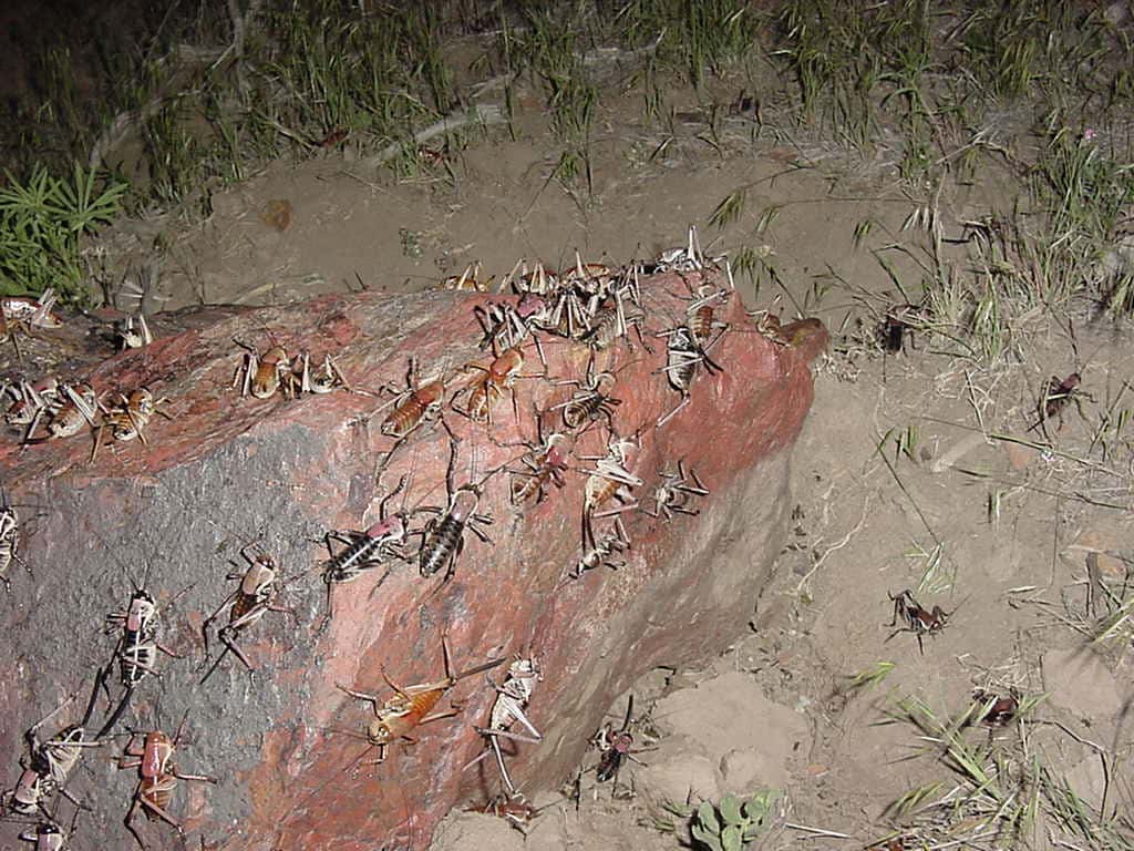 Bug Infestations facts