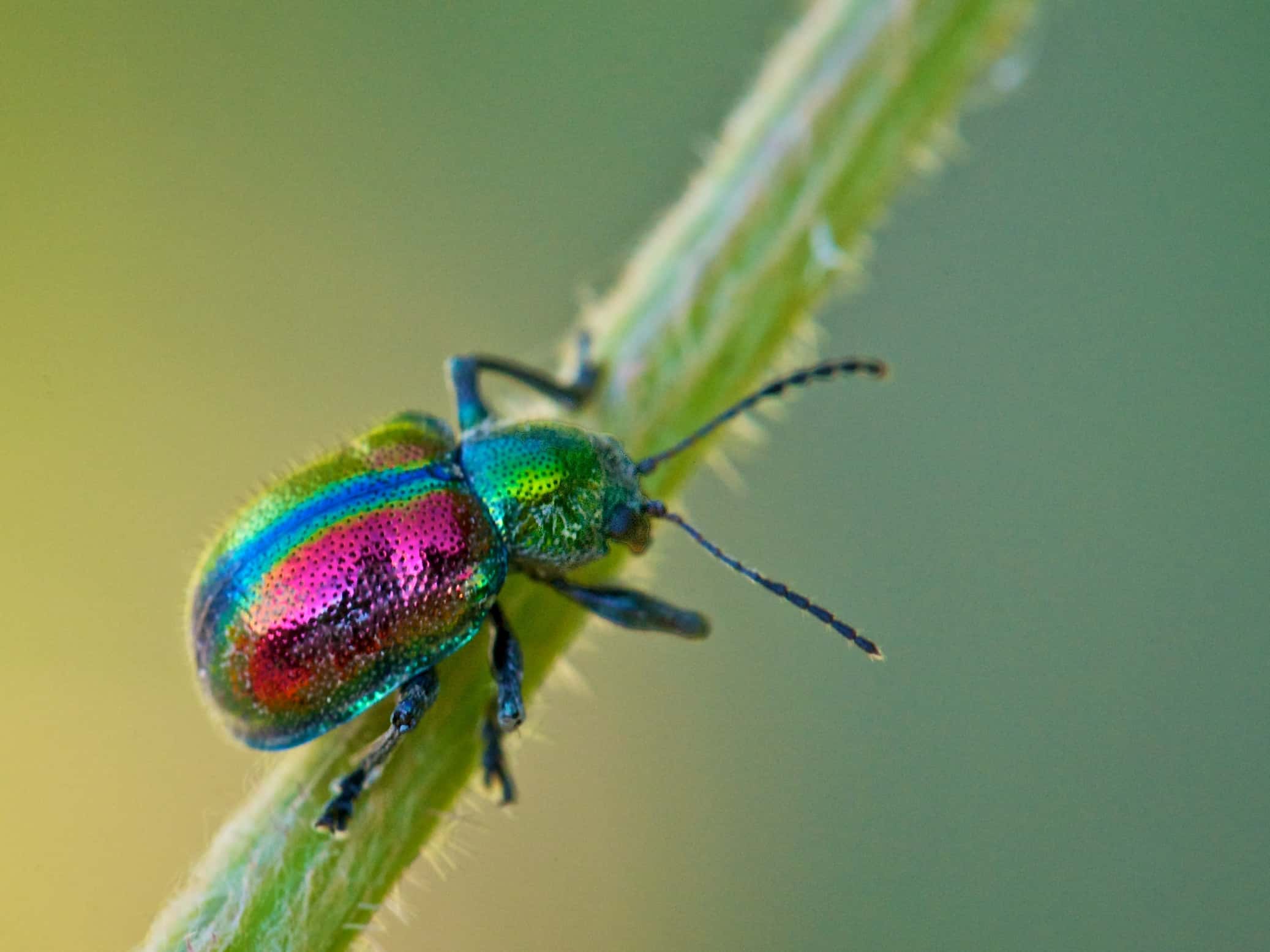 Bug Infestations facts 