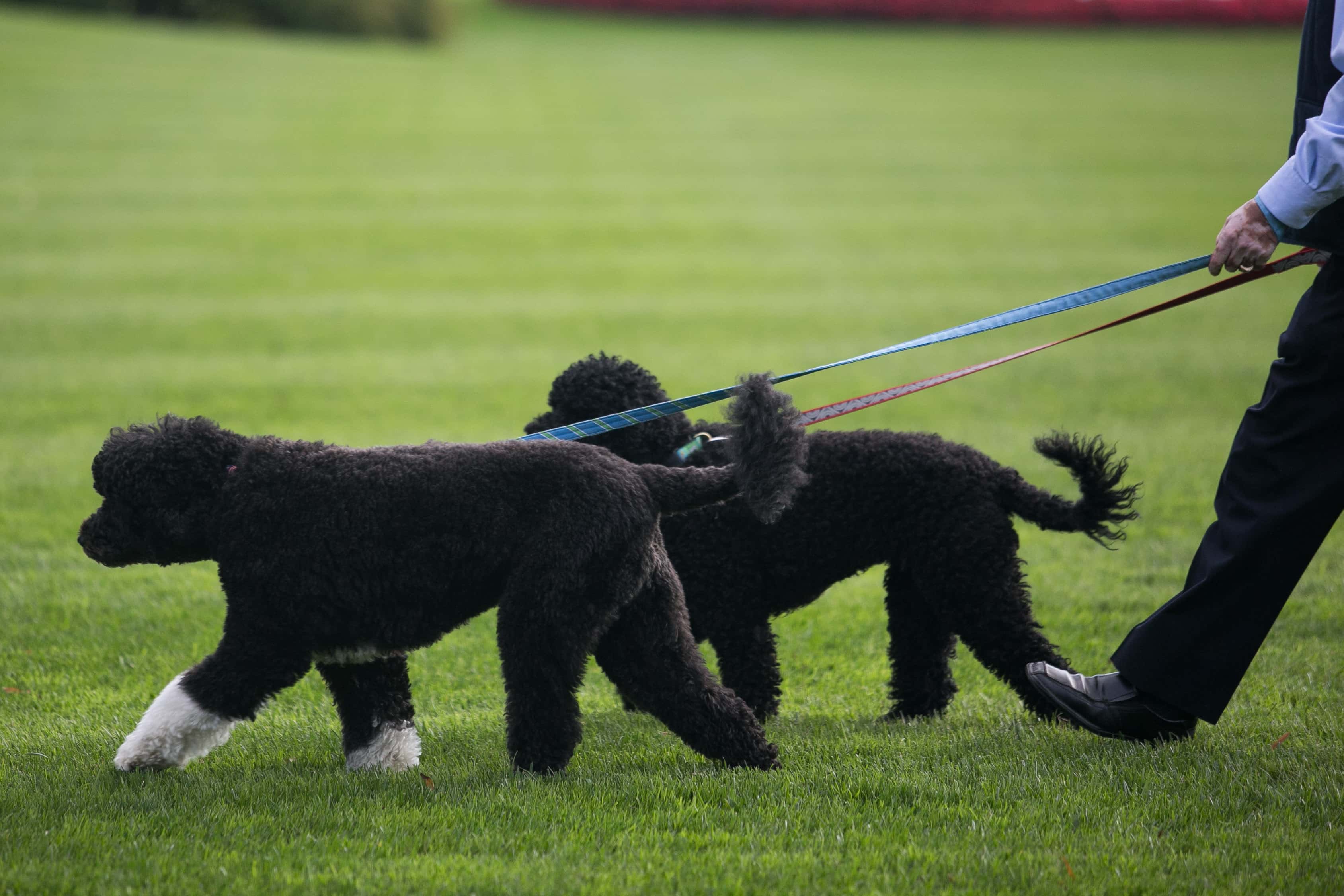 A White House staffer walks Bo and Sunny