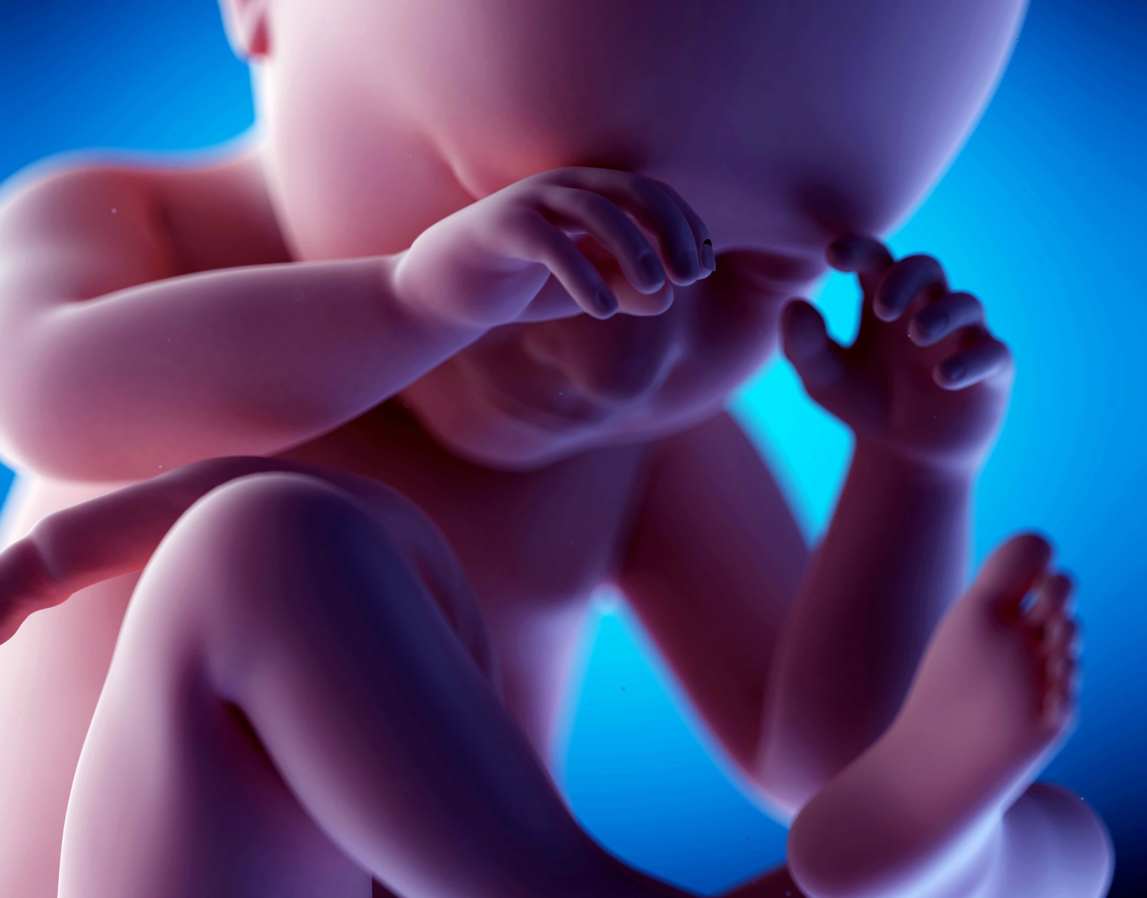 Human fetus at week 38 of gestation, illustration.