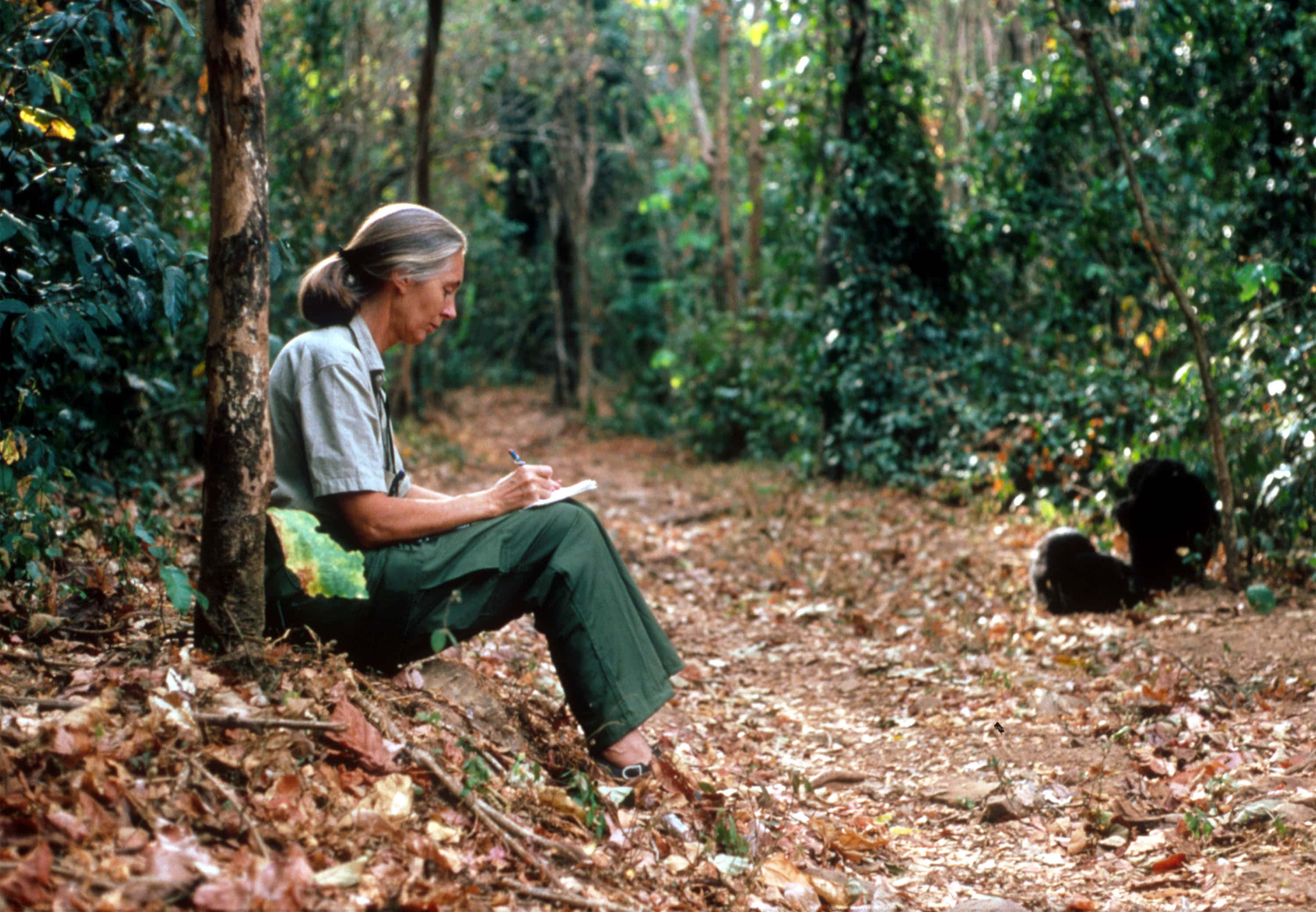 Jane Goodall studies the behavior of a chimpanzee - 1987