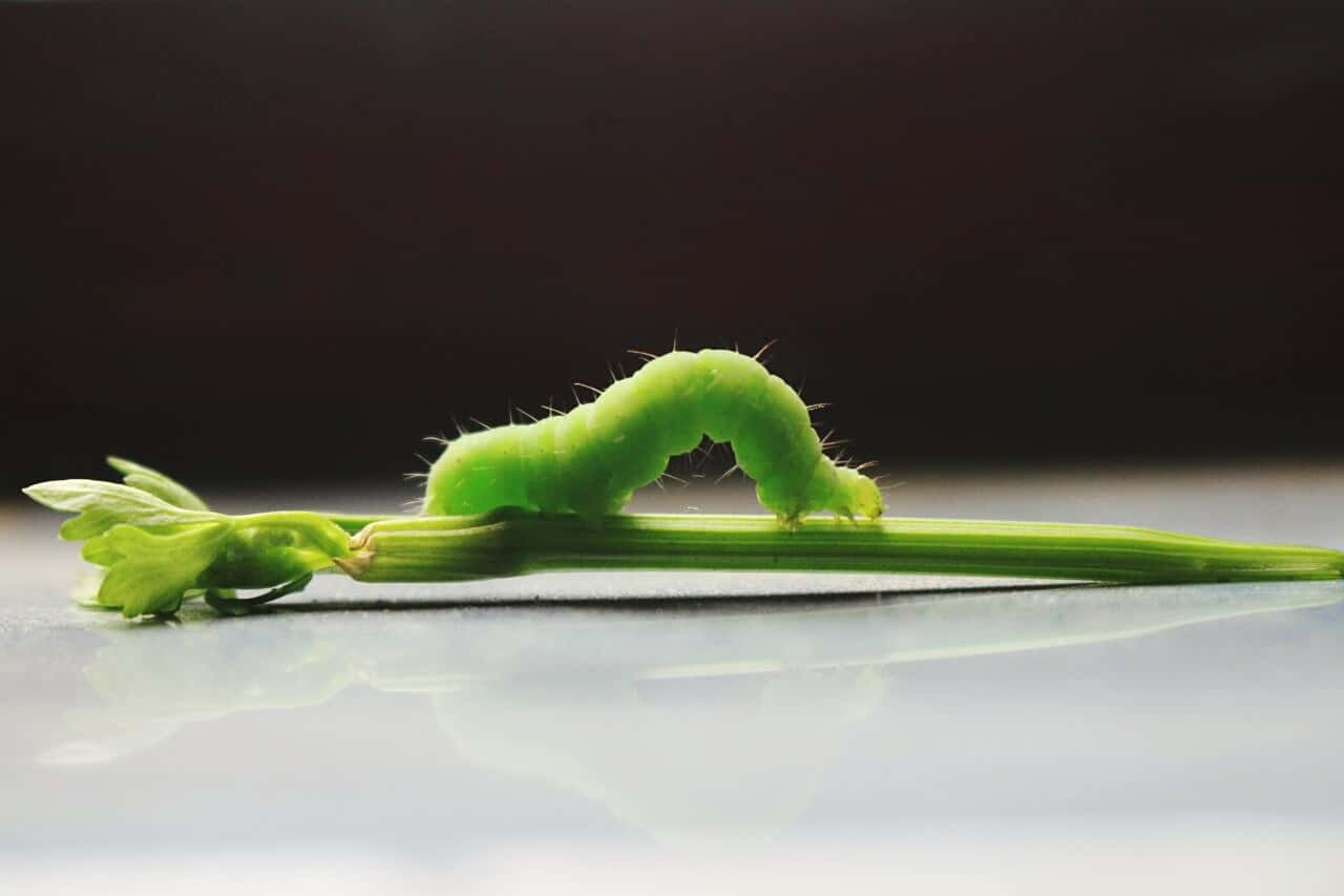 Christmas Traditions Facts