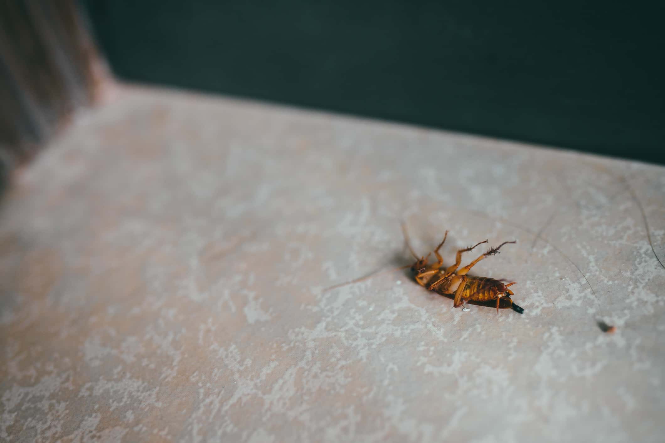 Cockroach bug in house.