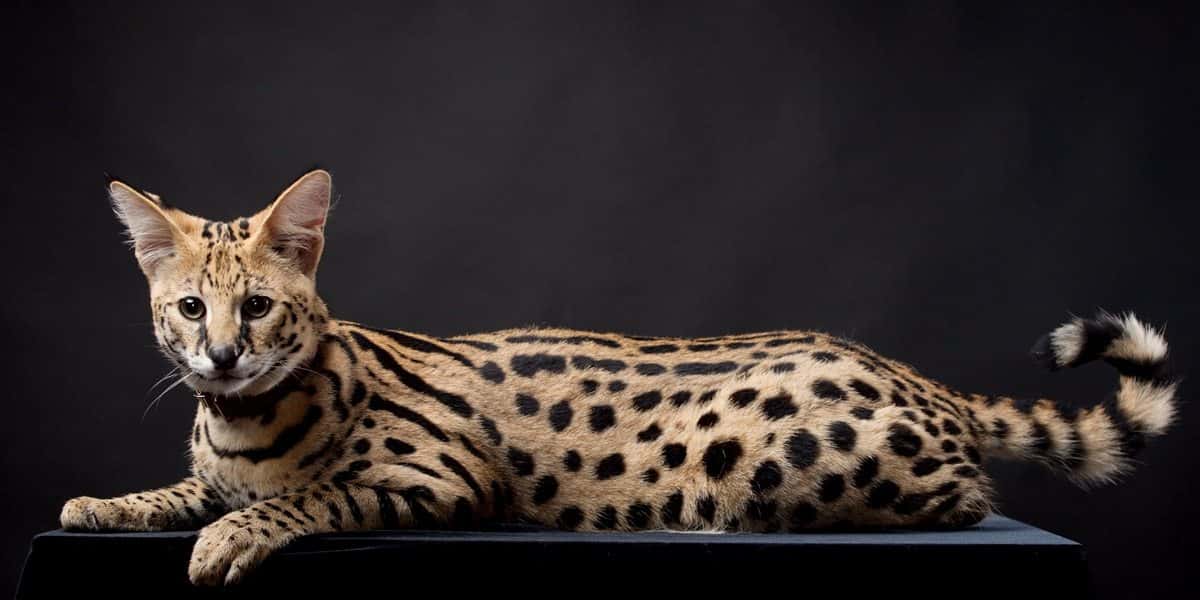 Toys Of The Rich And Famous Facts