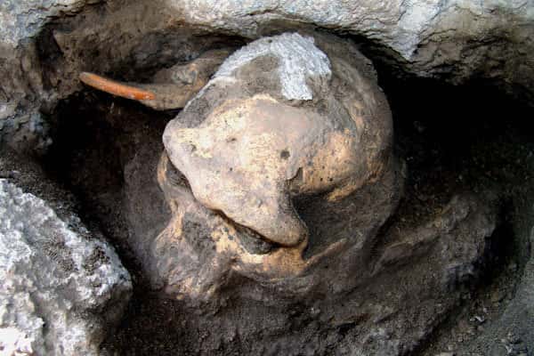 101-early-human-skull