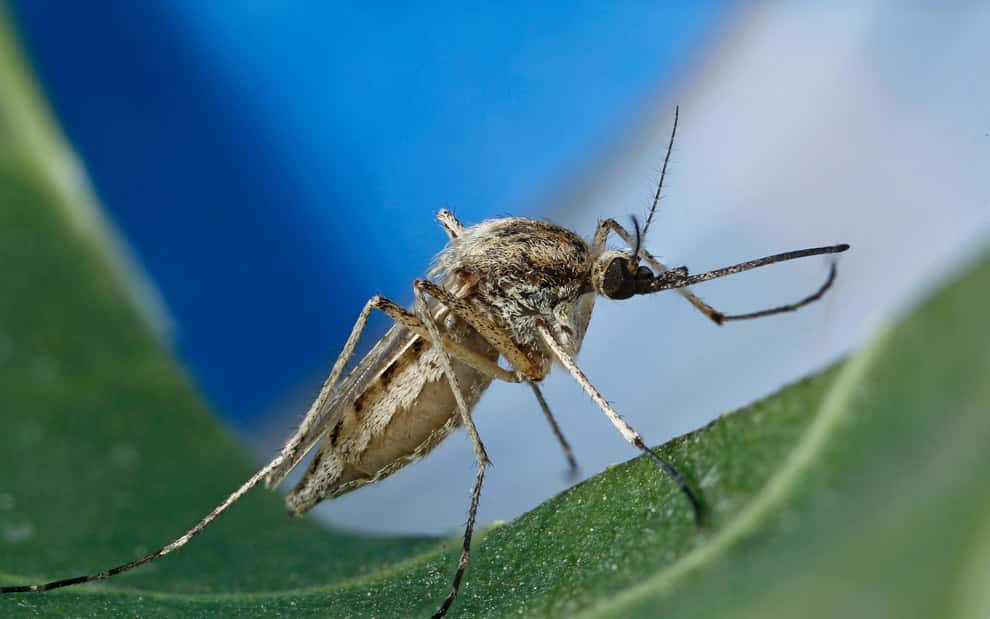 Deadly Animals Facts