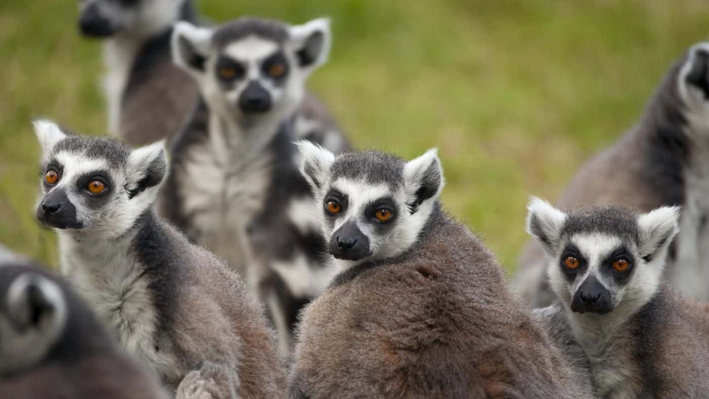 Roots of Words facts