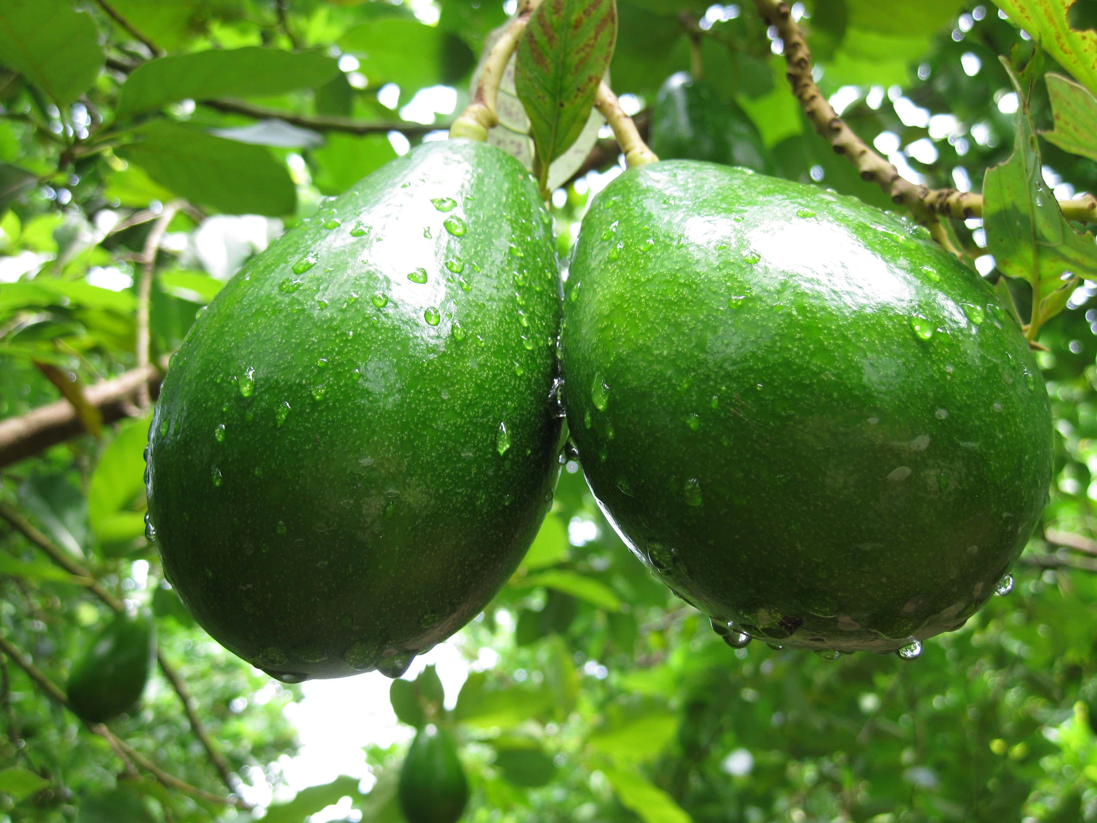 Roots of Words facts