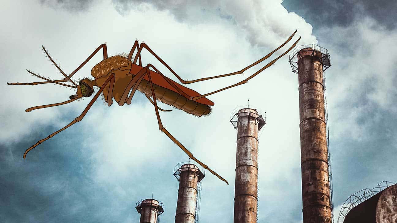 Roots of Words facts