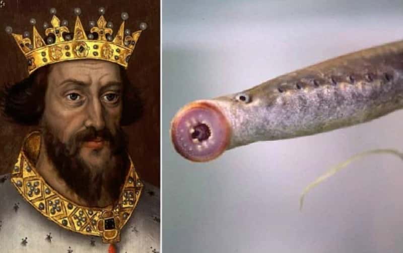 Poisonous Plots Facts