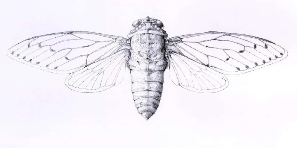 Secret Societies Facts