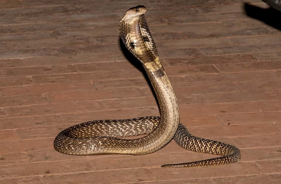 Accidental Deaths Facts