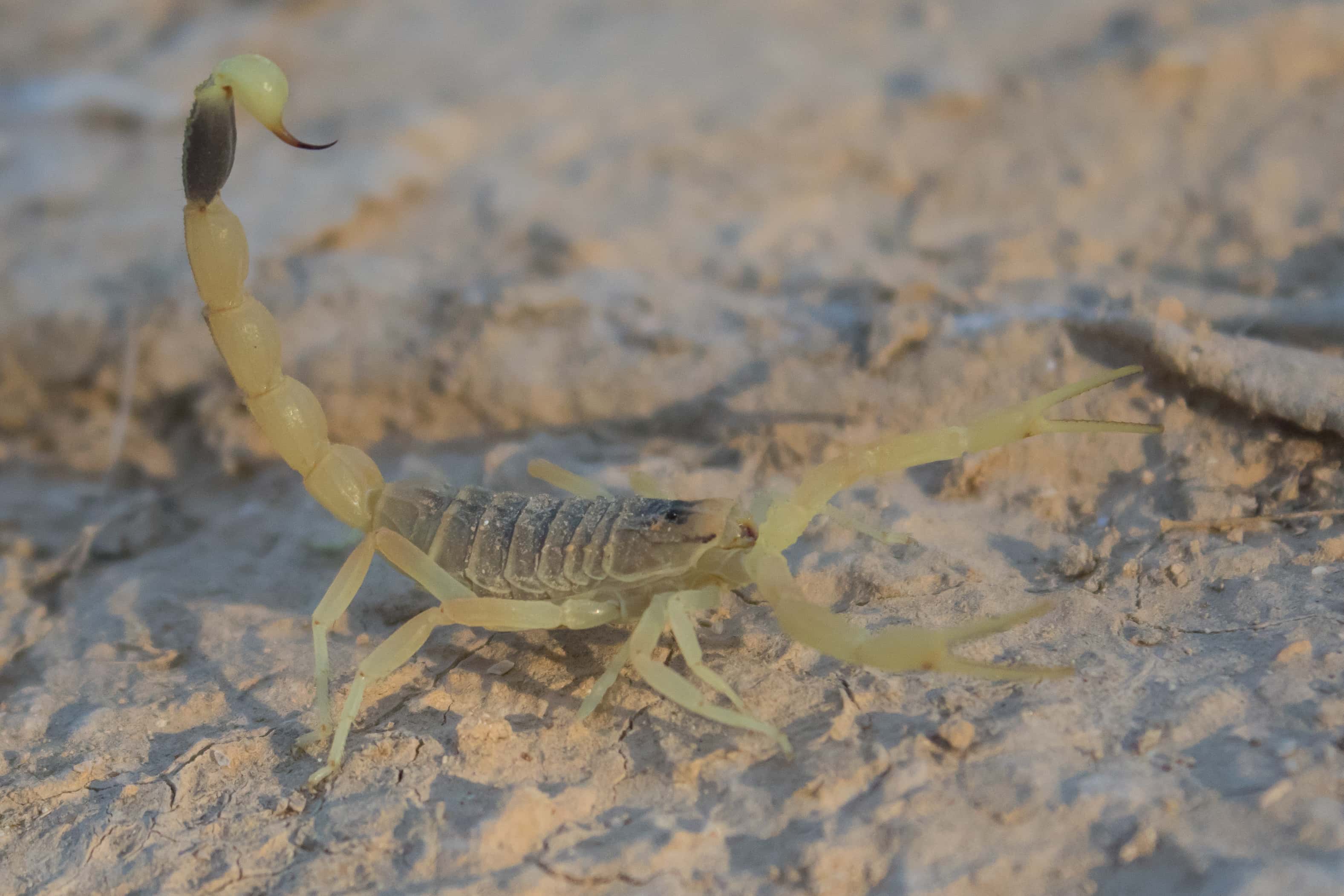 Deadly Animals Facts