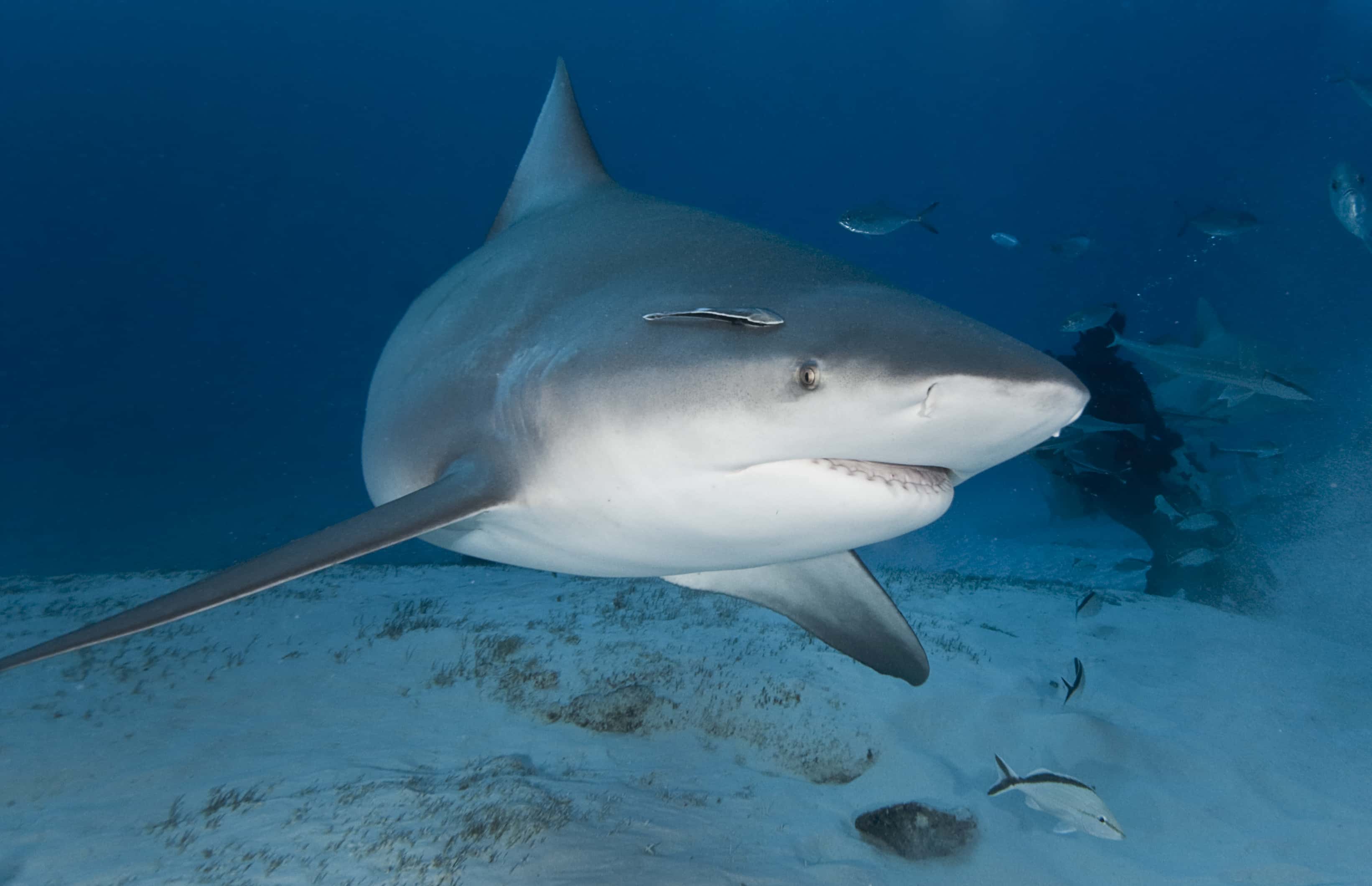 Bull Shark in Deep Water