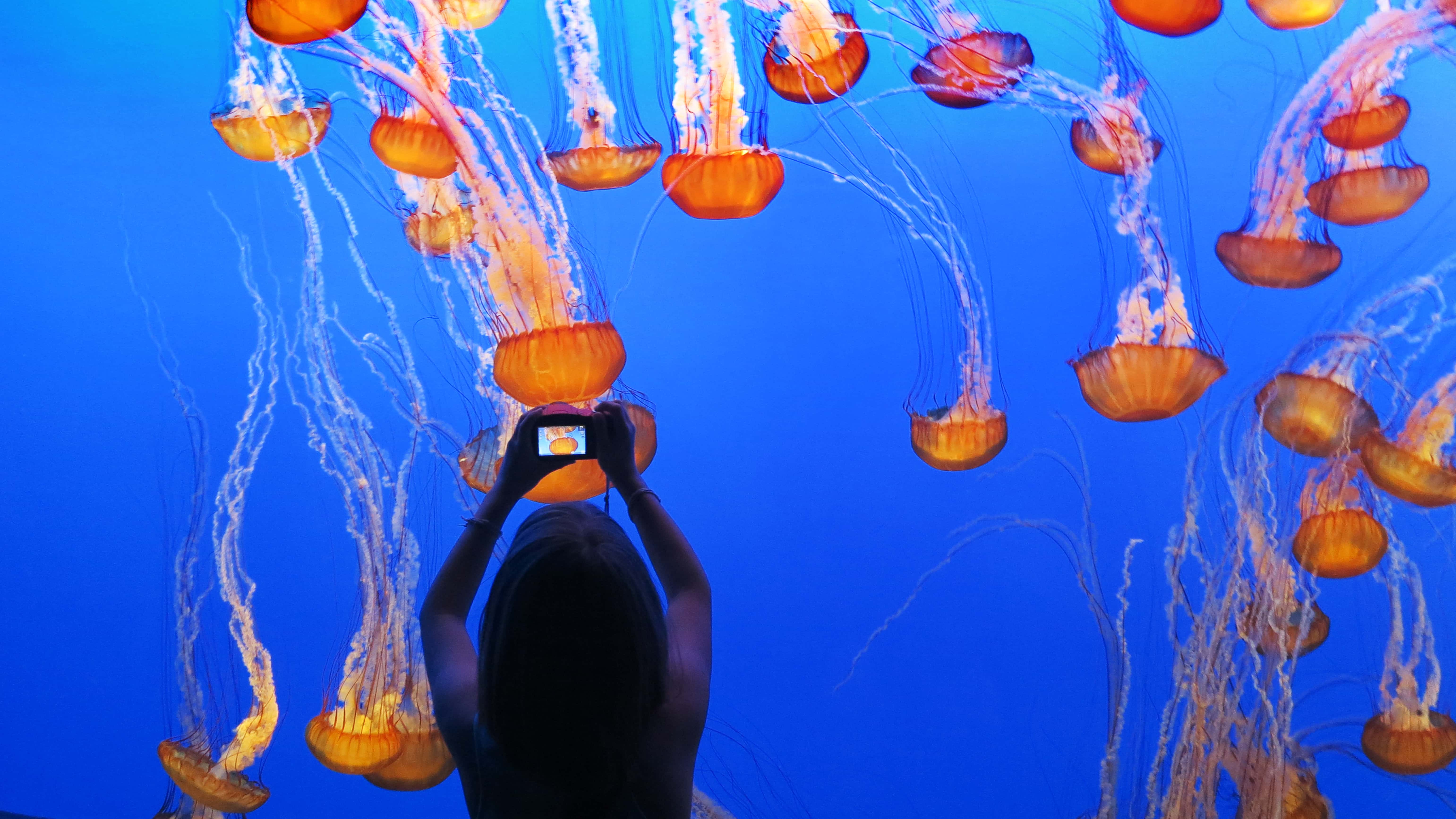 Young girl taking a picture of jellyfish