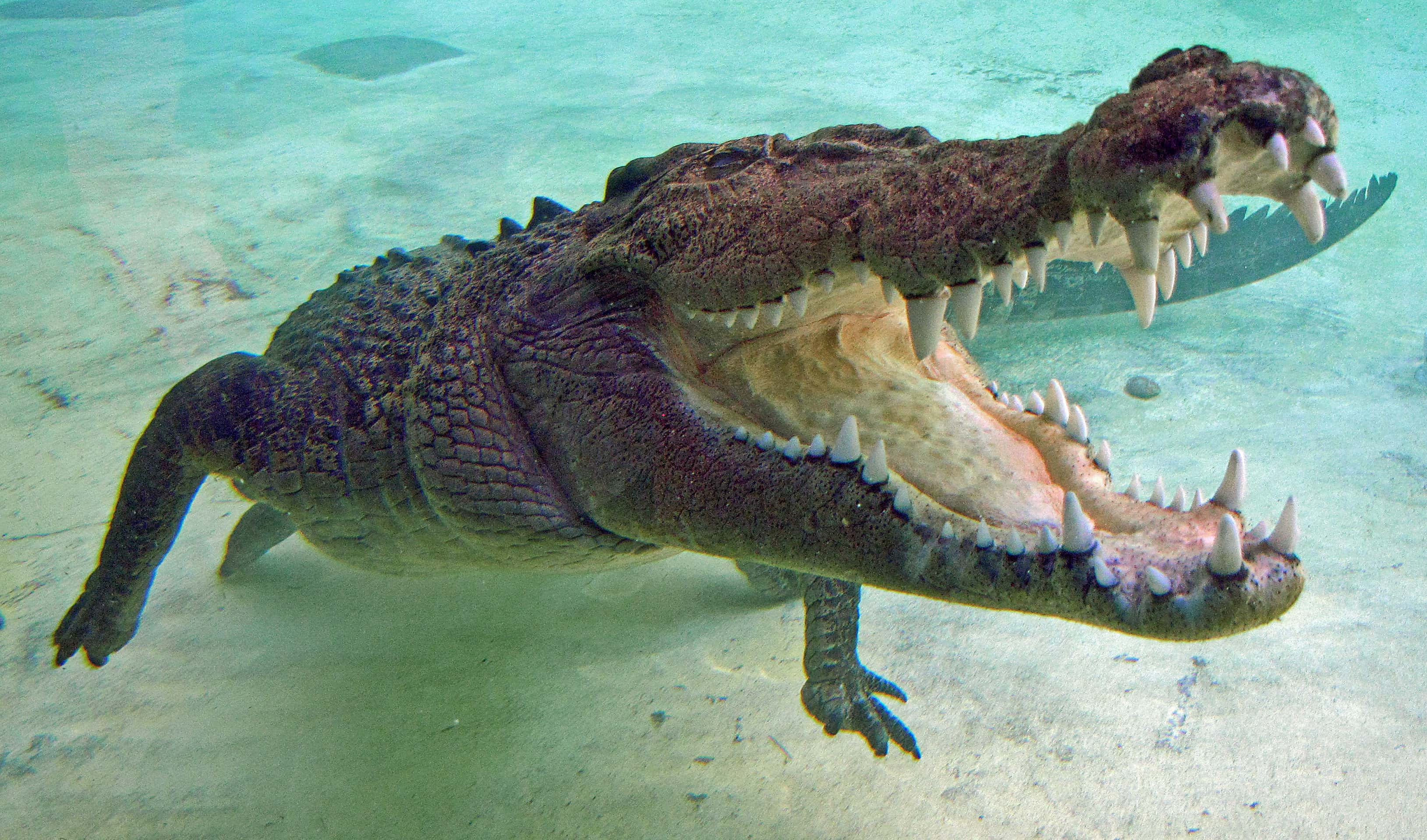 Salt water crocodile