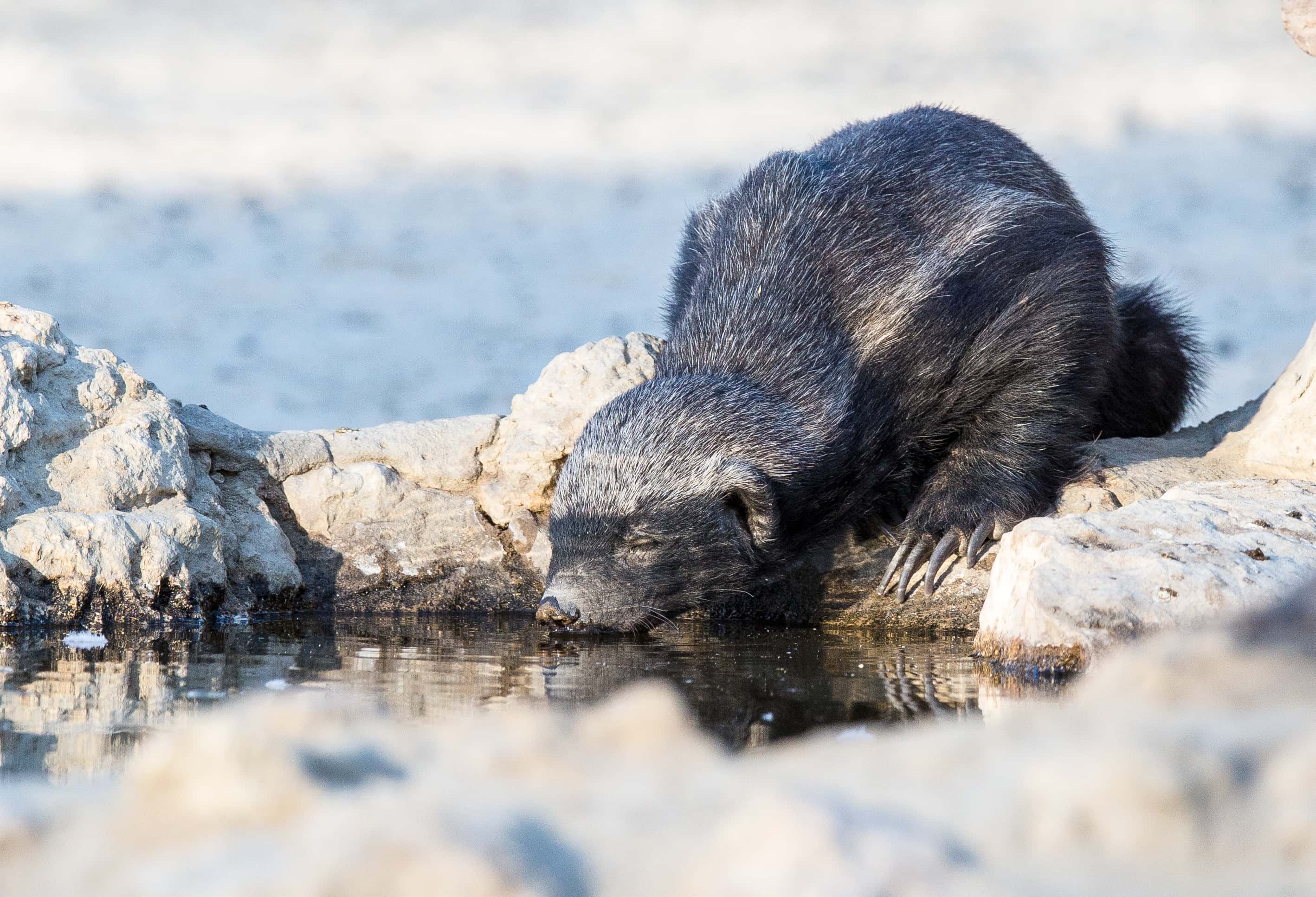Honey Badger drinking
