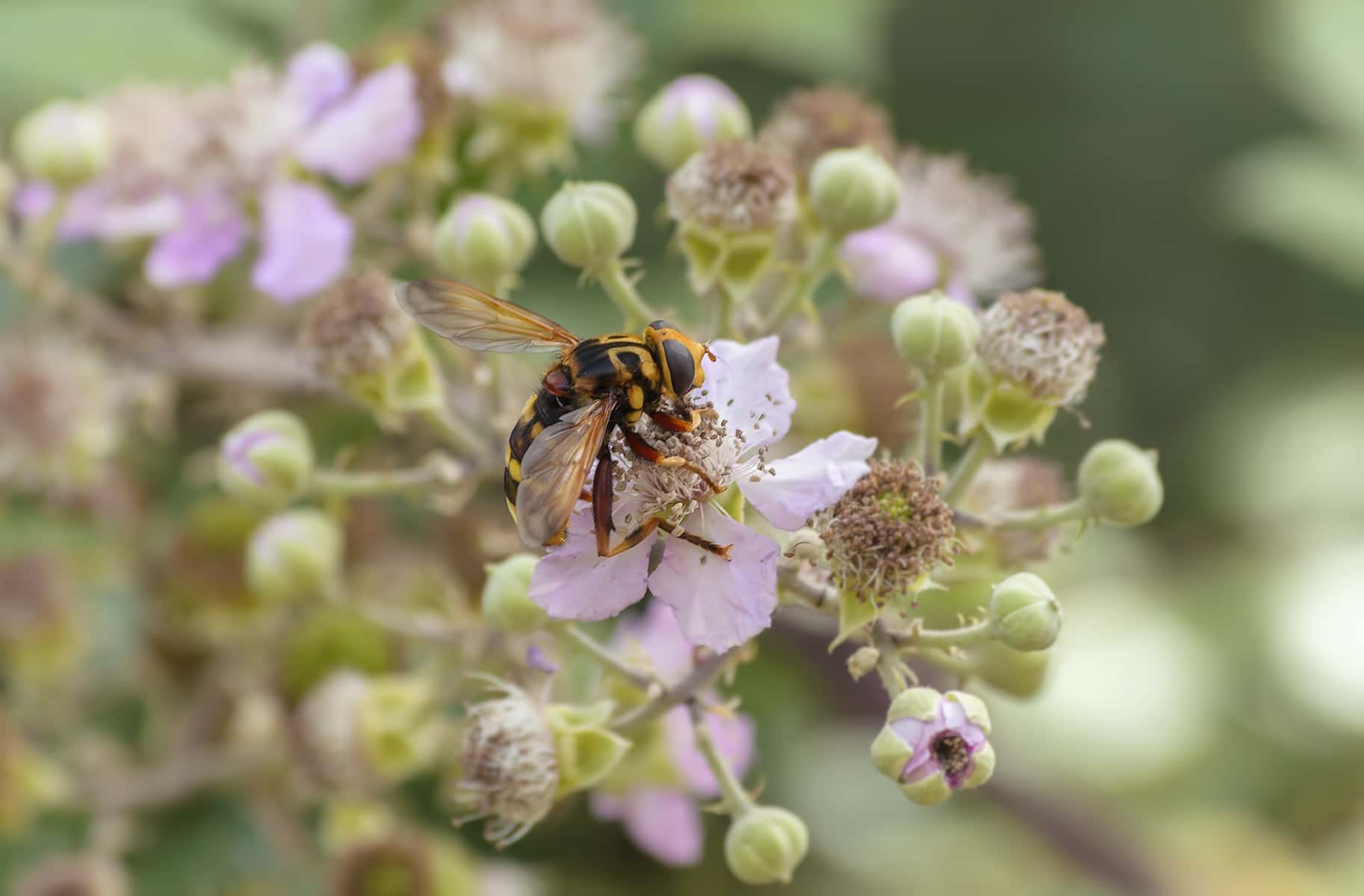 Great hornet is pollinating a beautiful flower of mulberry