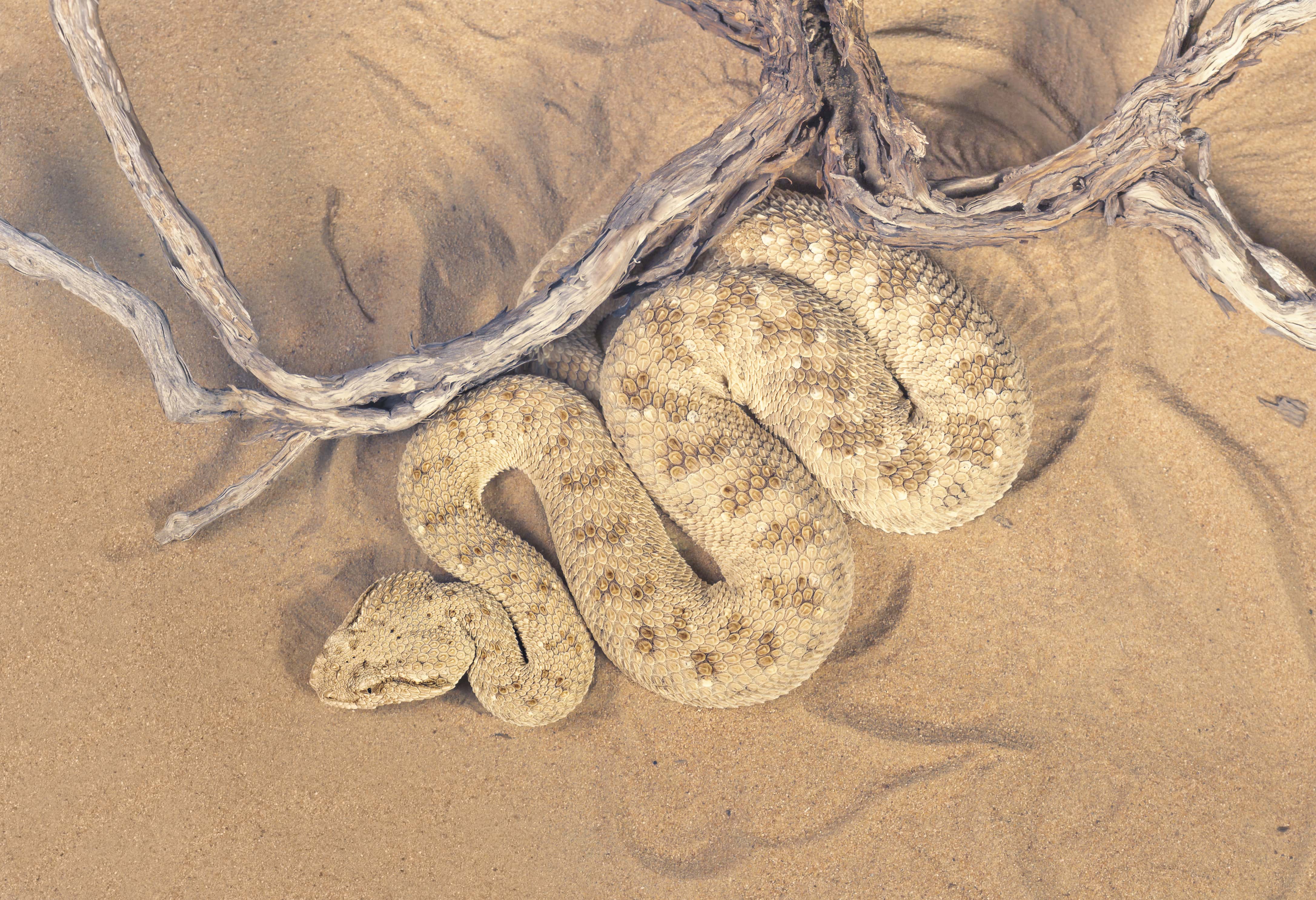 Wild desert viper