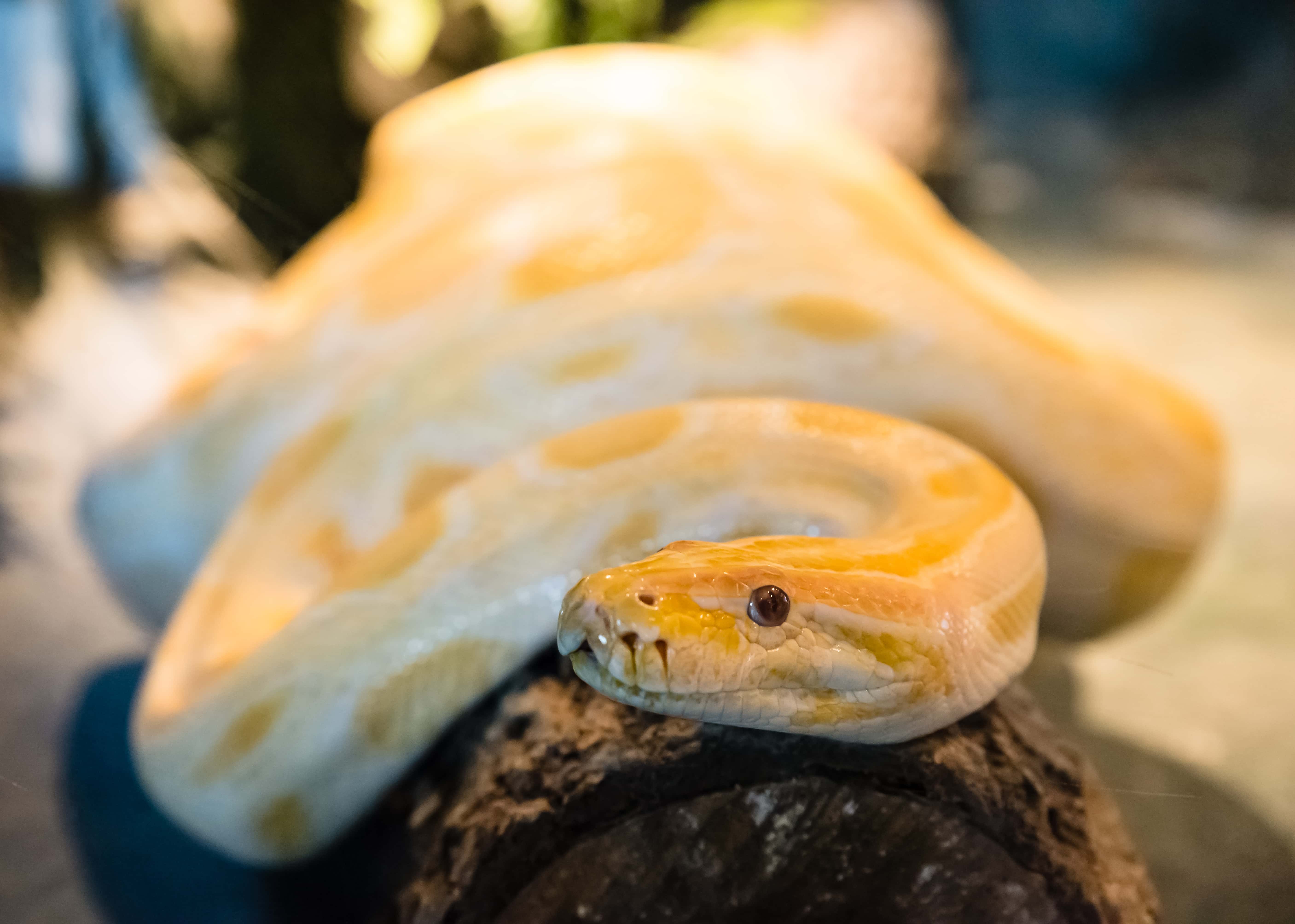 albino burmese python crawling on log