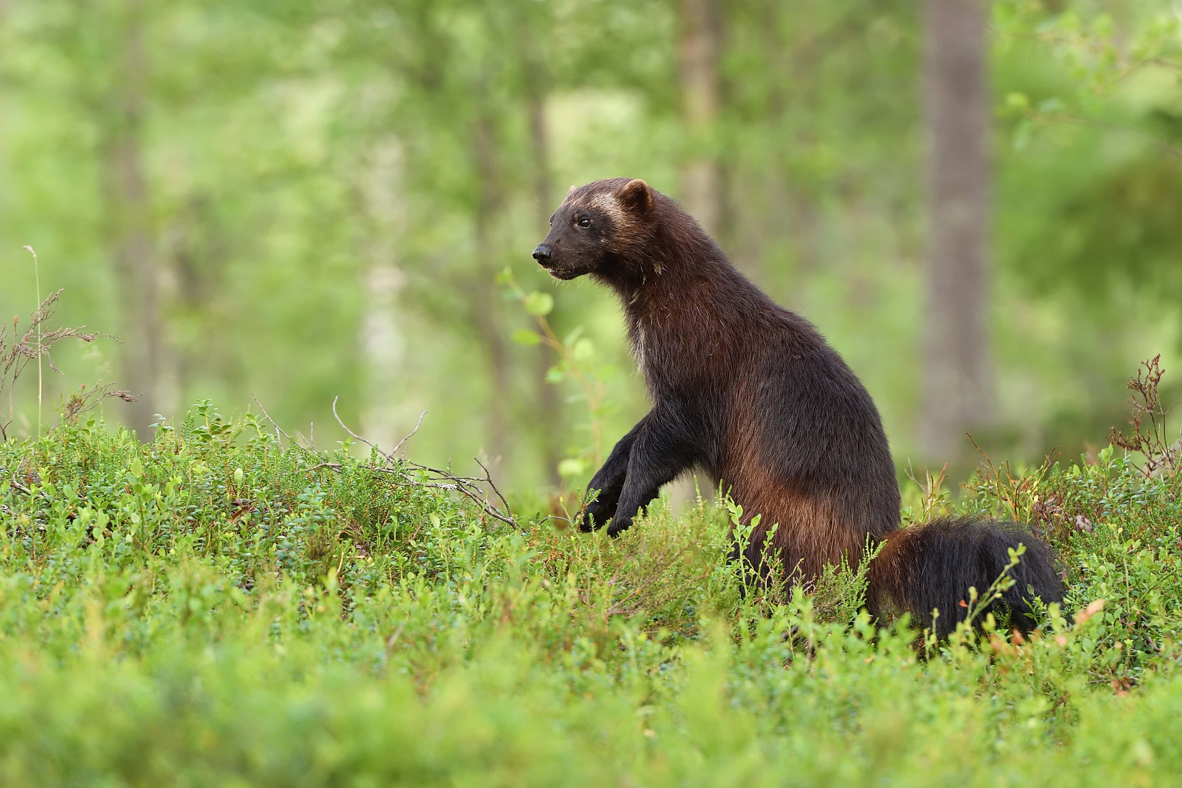 wolverine standing in a forest landscape