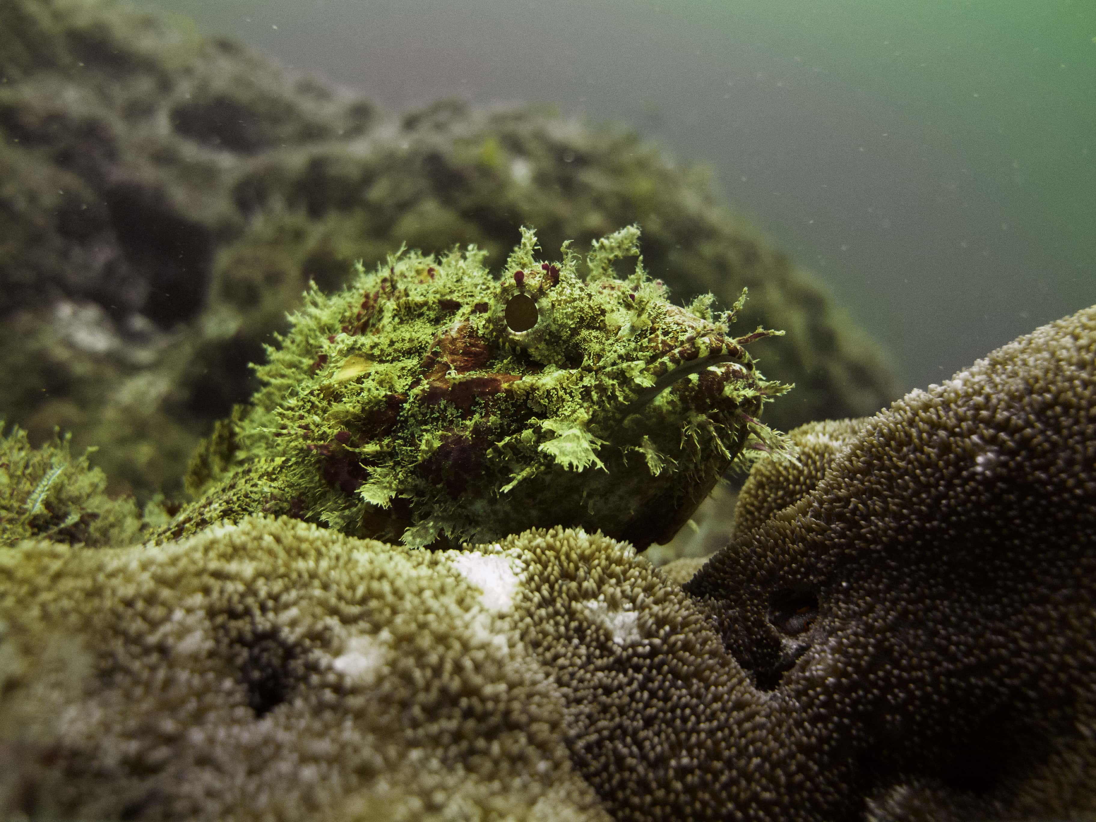 Stone Fish Hiding on Rock