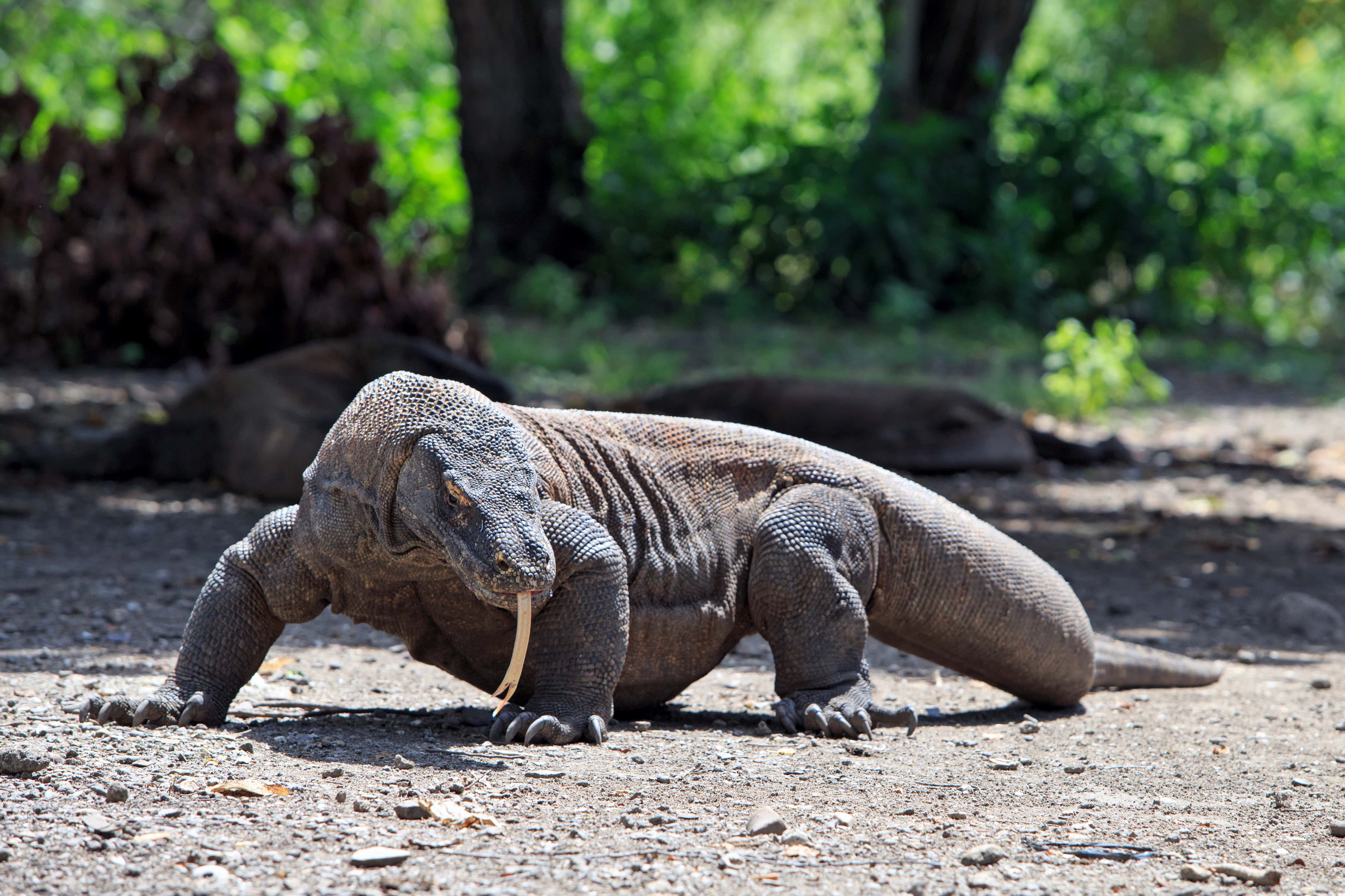 Komodo dragon in Komodo National Park, Flores.