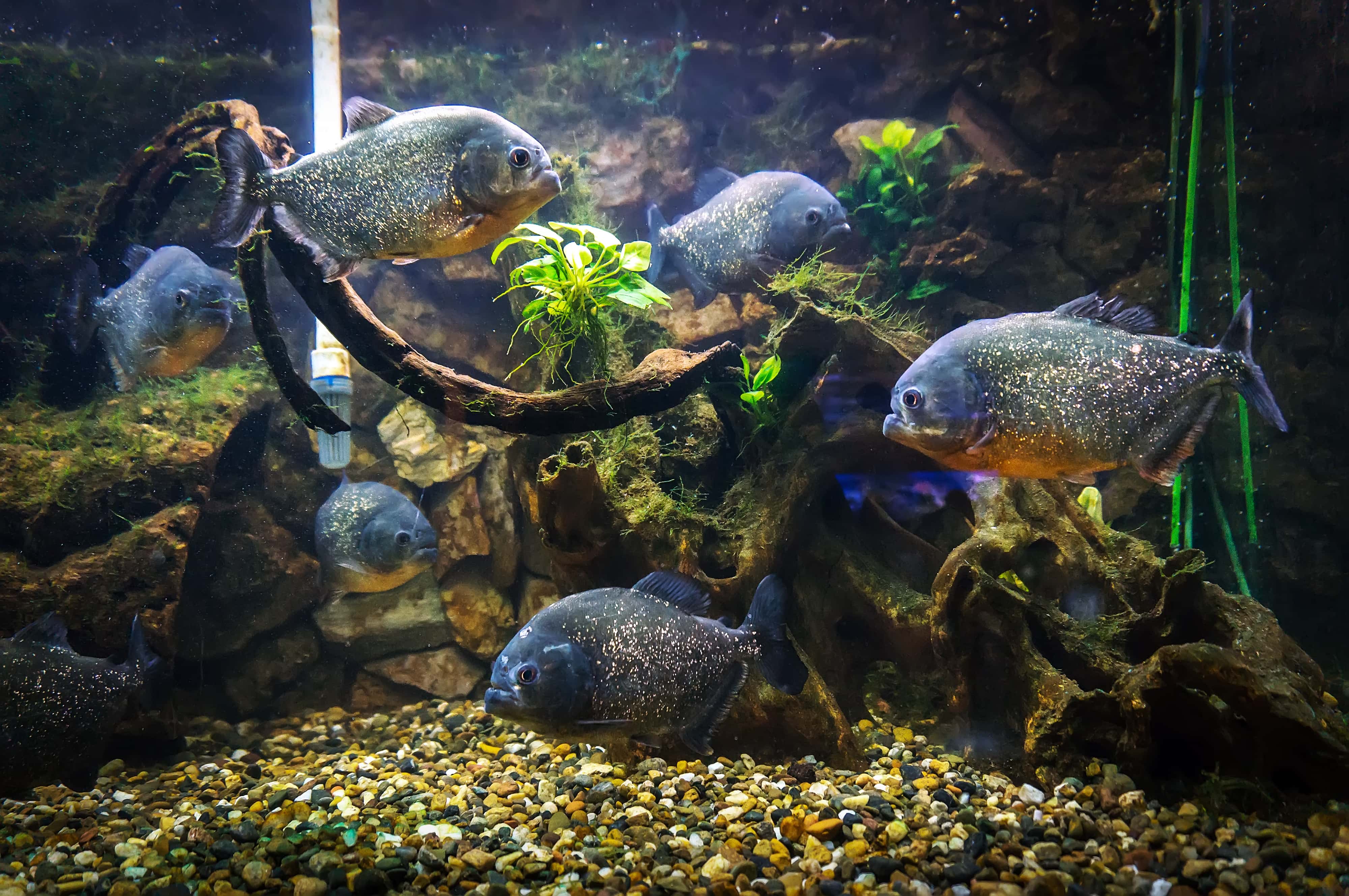 Piranha swims under water on a background