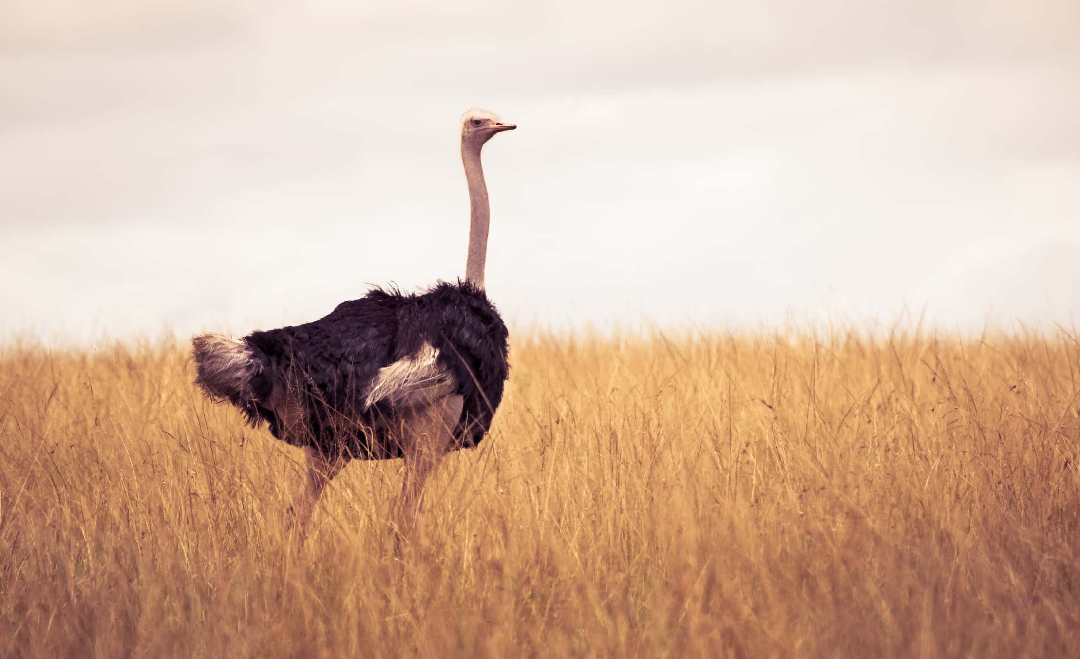 Deadly Animals Facts