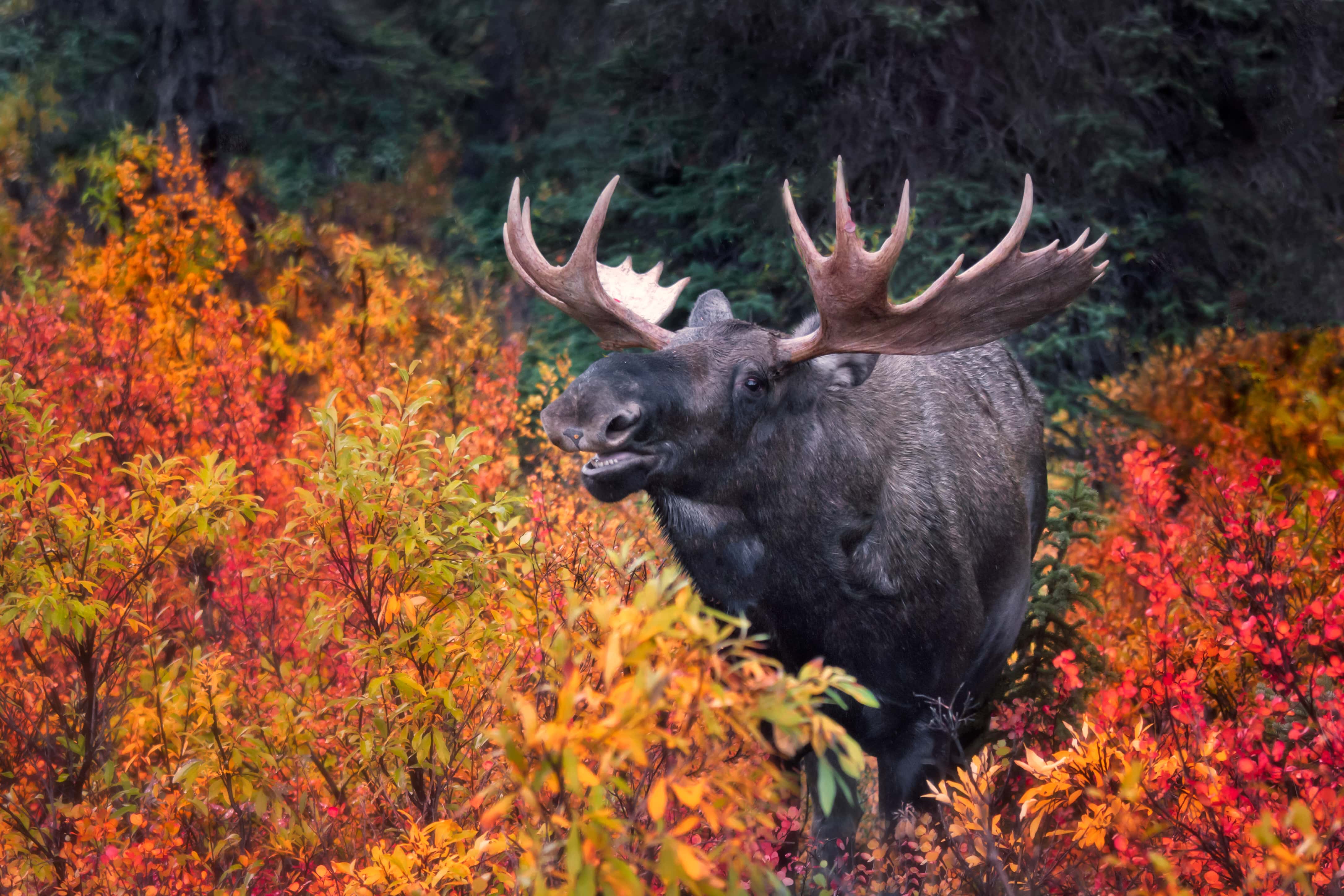 Bull Moose in Autumn