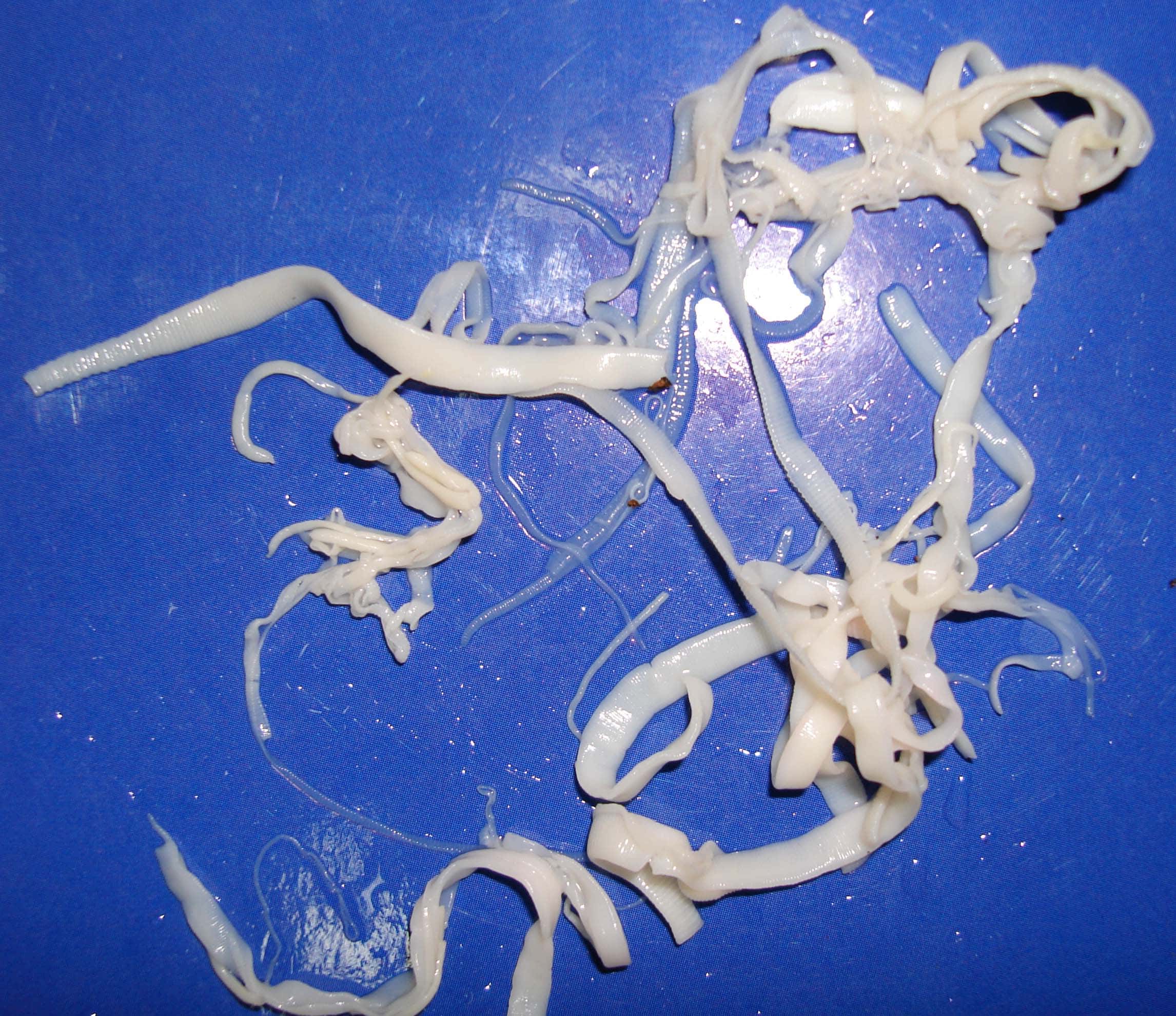 Deadly Animals Facts