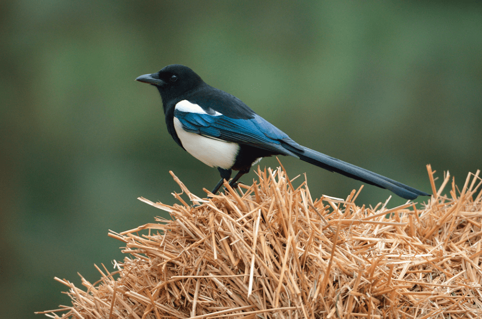 People Love Fun Facts