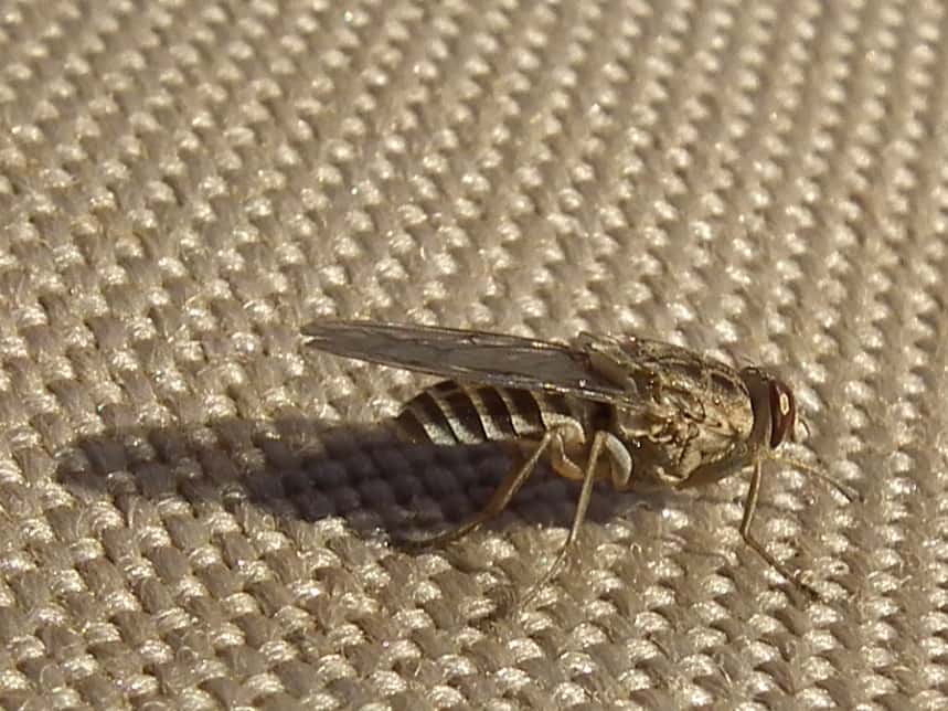 Deadly Animals Facts