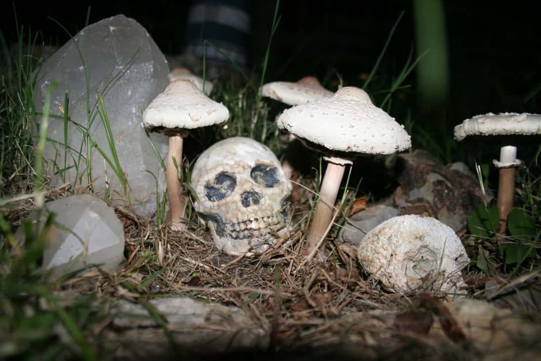 Poisonous Plots Facts