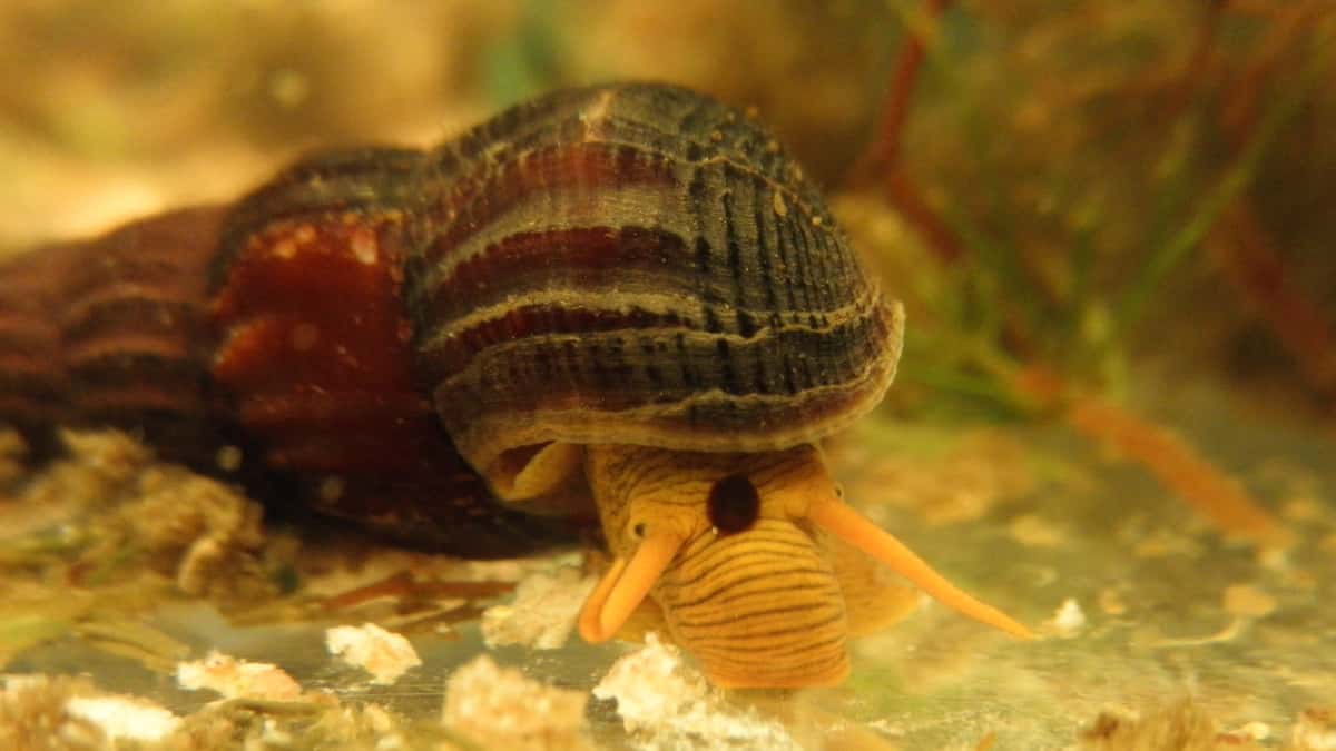 Deadly Animals Facts