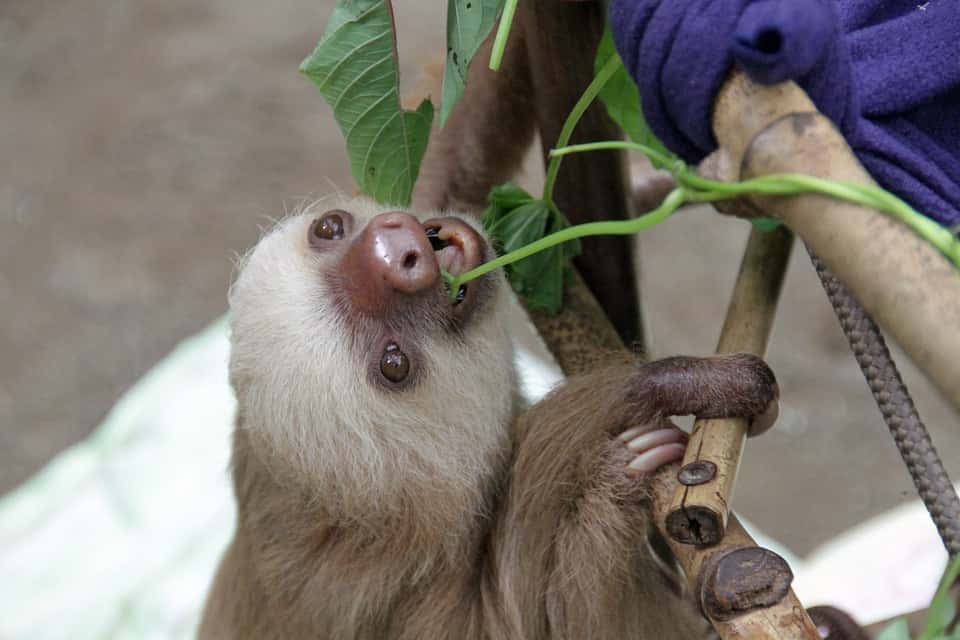 Sloths Facts